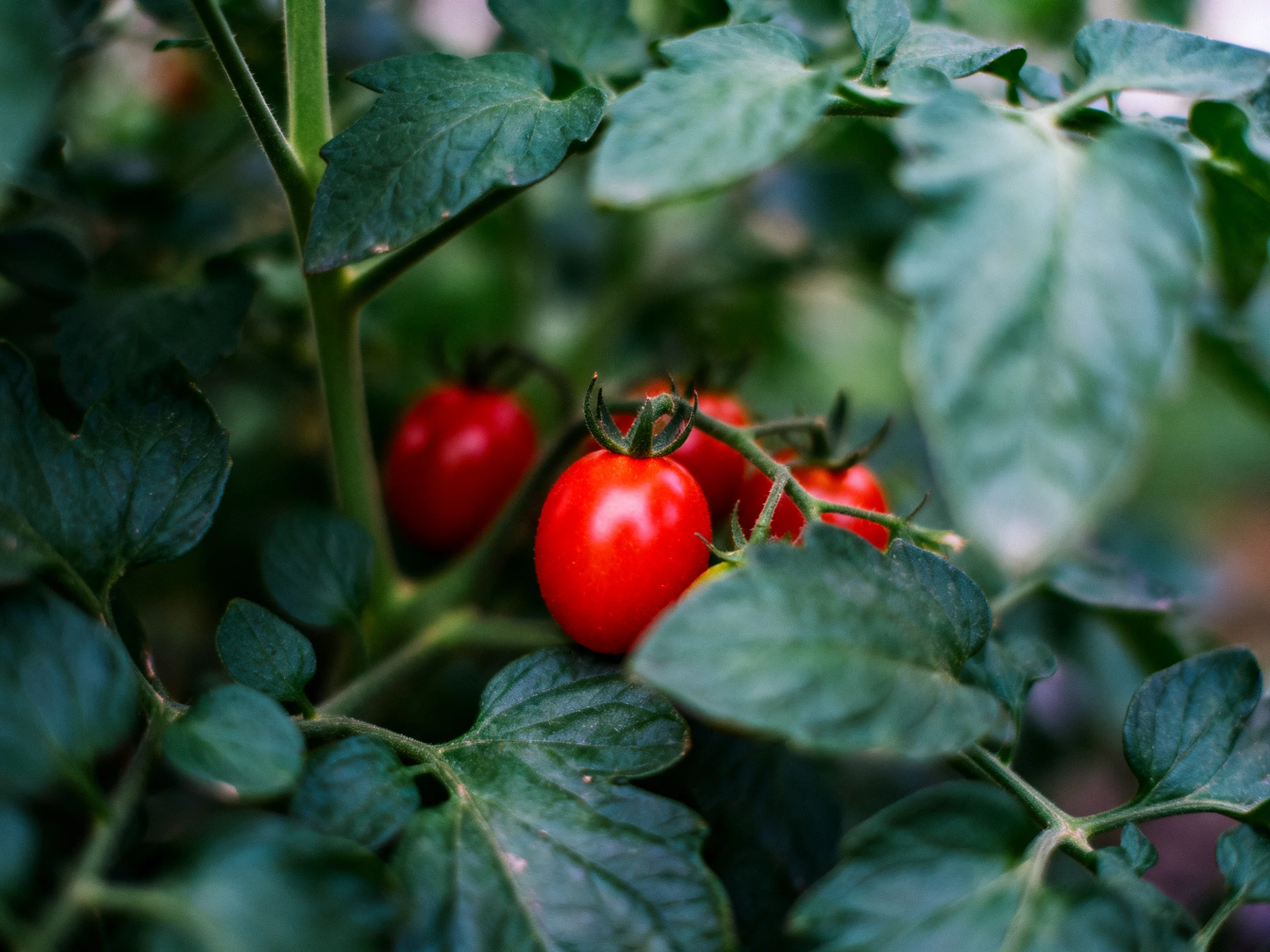 Vibrant red cherry tomatoes among lush green foliage