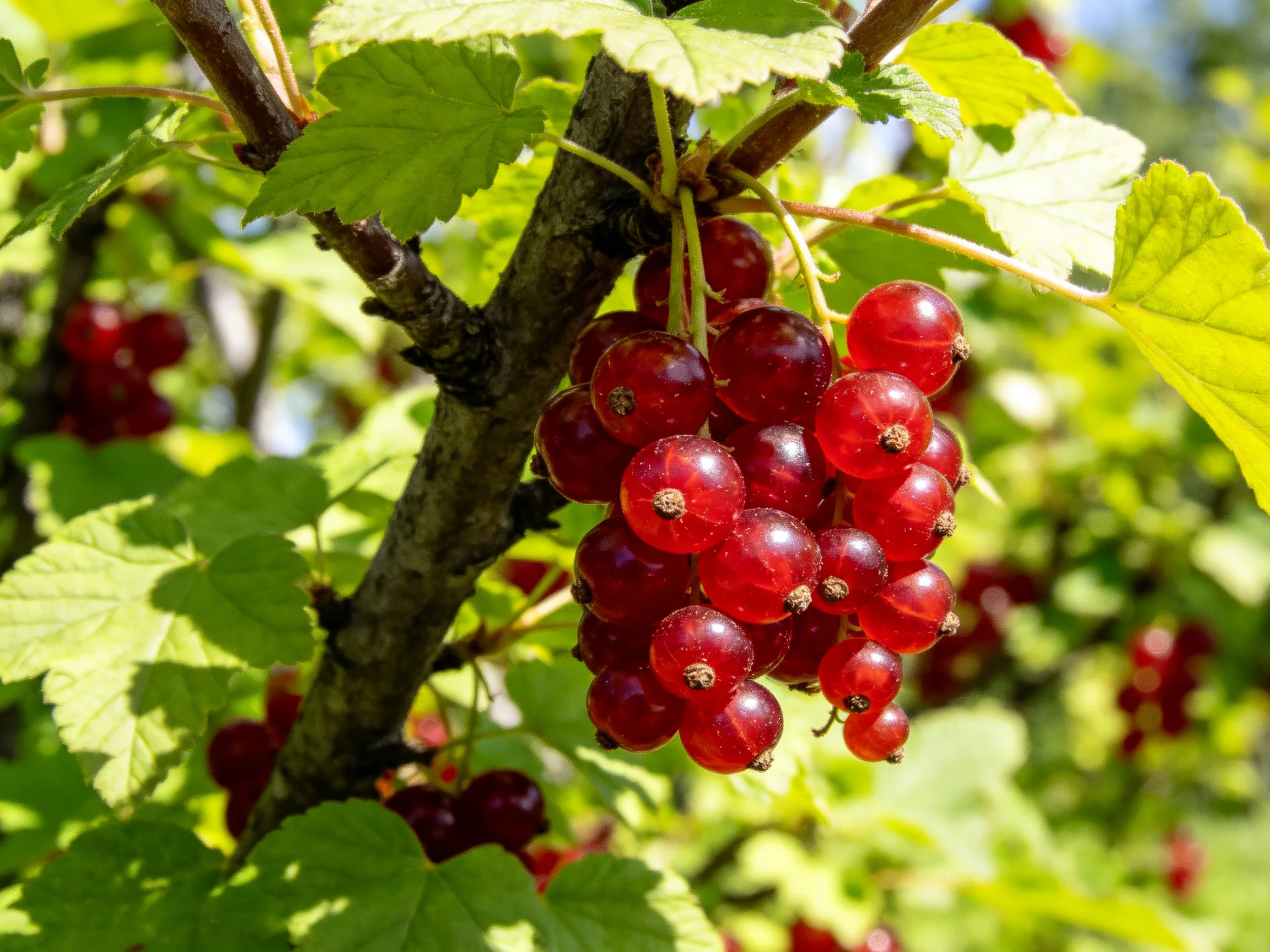 Vibrant red currants cluster on a leafy tree branch