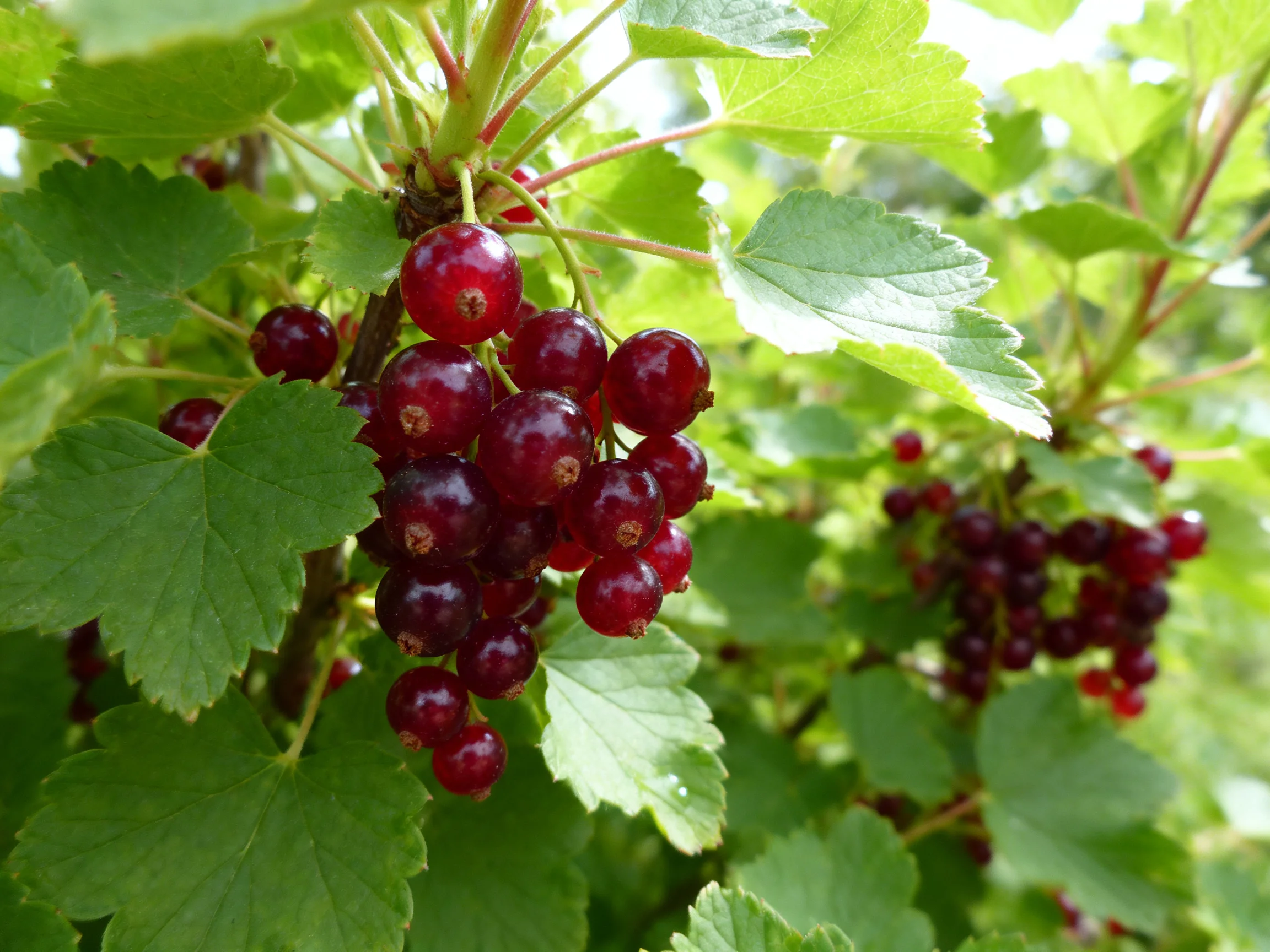 Vibrant red currants clustered among lush green foliage