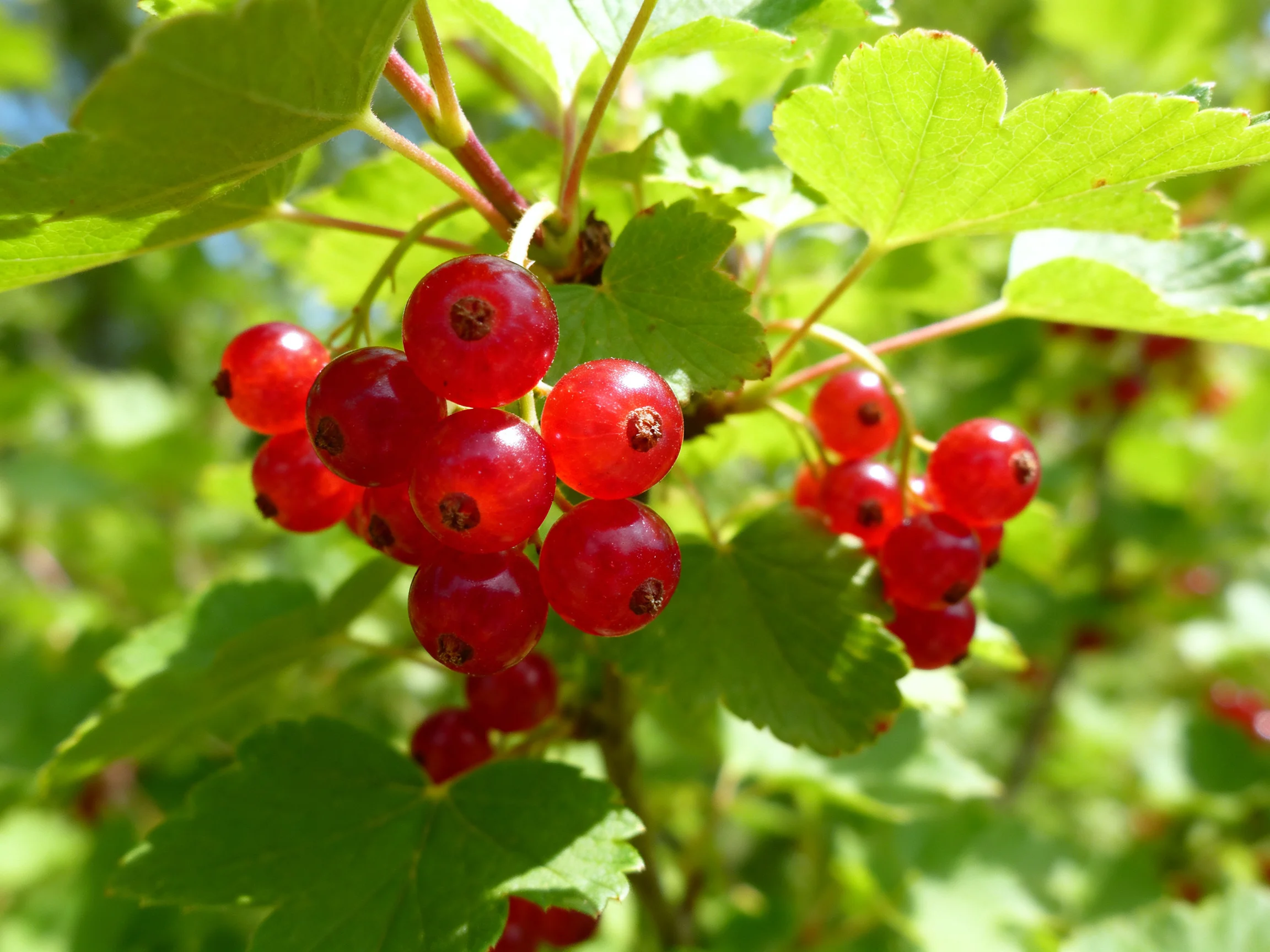Vibrant red currants clustered among lush green foliage