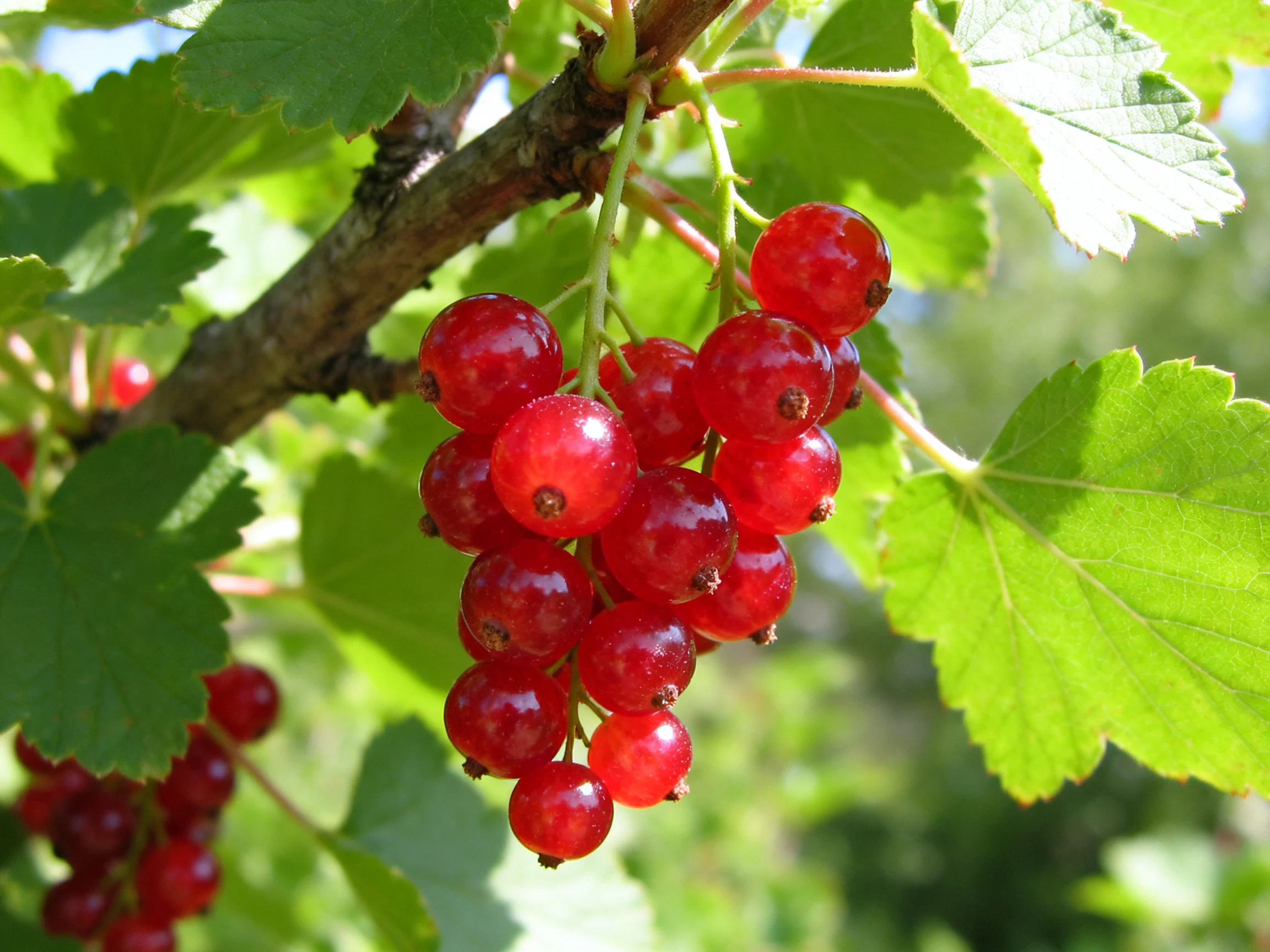 Vibrant red currants clustered on a branch with lush green foliage
