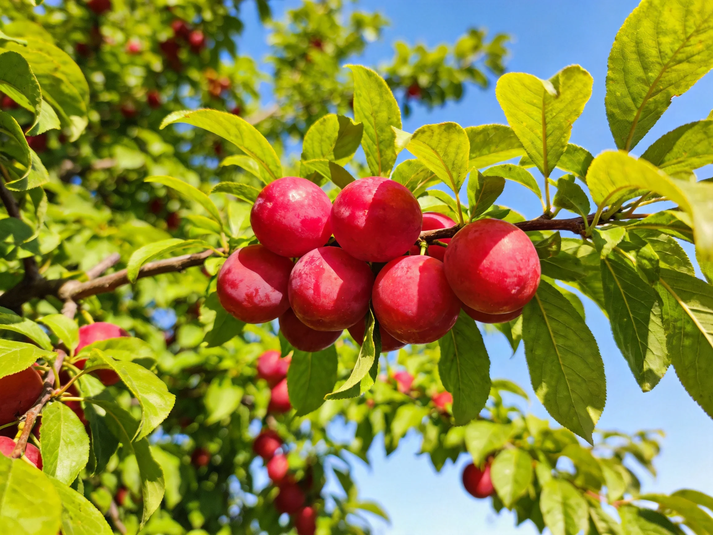 Vibrant red plums clustered on a leafy tree branch