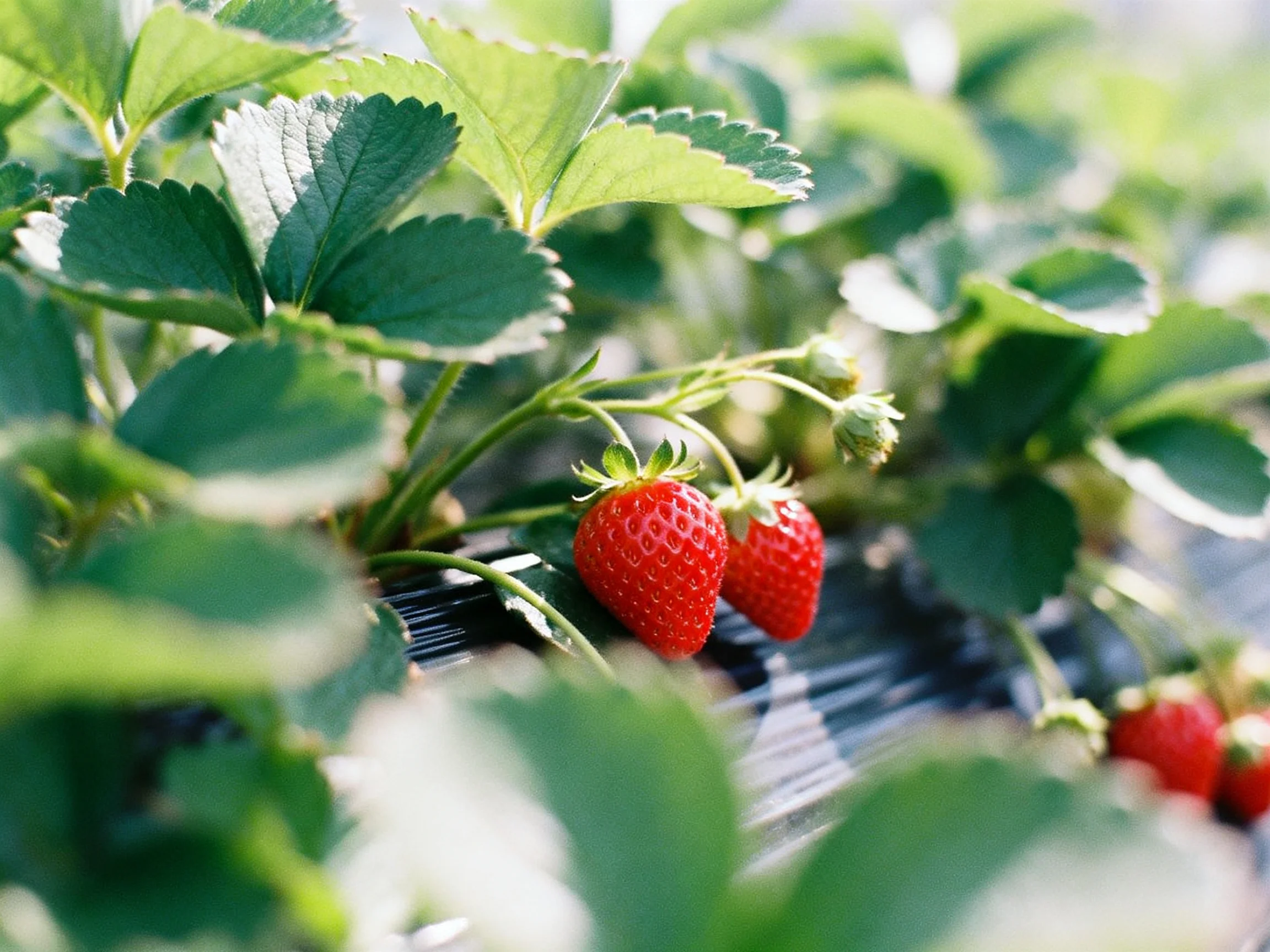 Vibrant red strawberries among lush green foliage in a sunlit garden