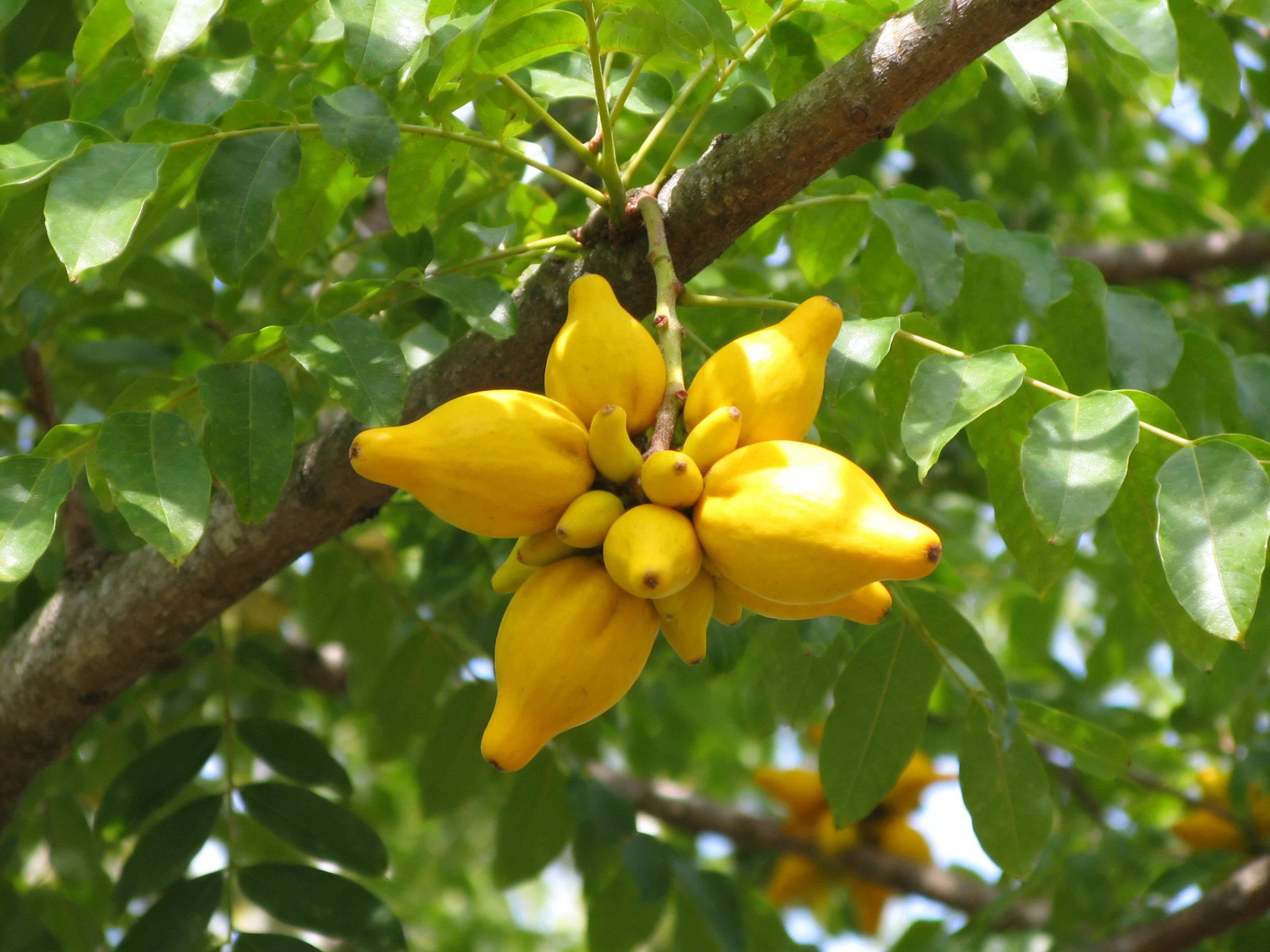 Vibrant yellow star - shaped fruits cluster on a leafy tree branch