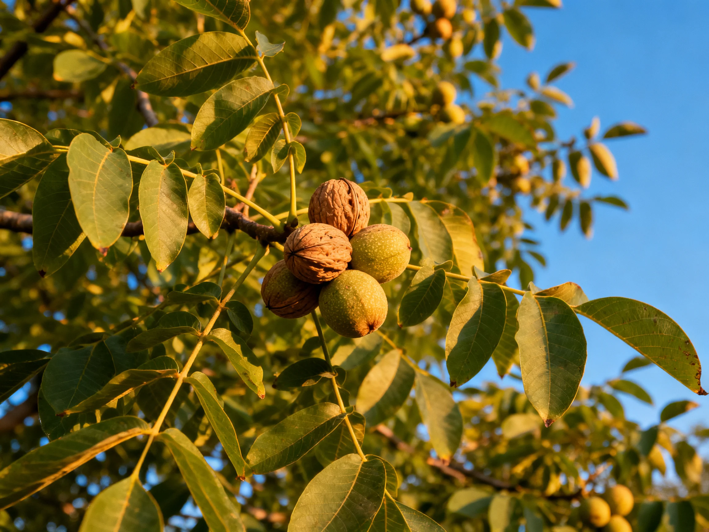Walnuts cluster on a tree with vibrant green foliage and blue sky