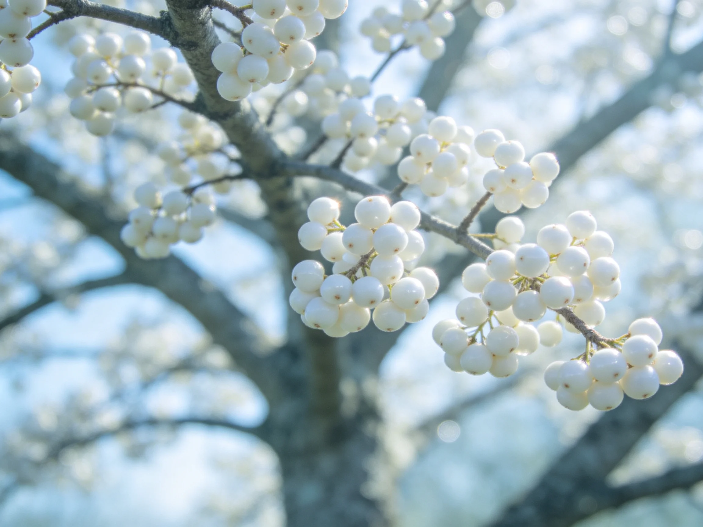 White Berry Clusters on Tree Branches with Blurred Foliage
