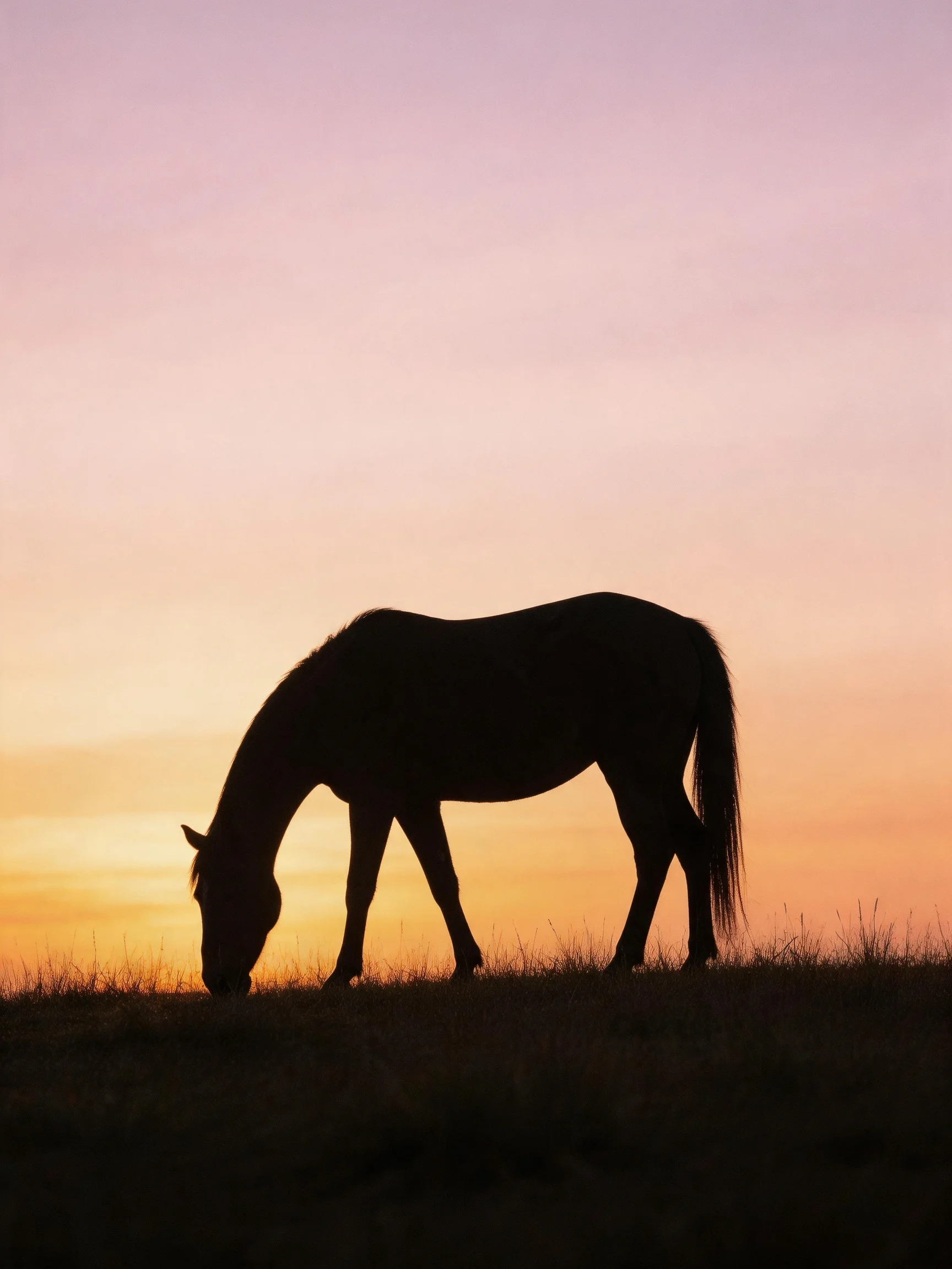 A Horse Silhouetted Against a Colorful Sunset Sky