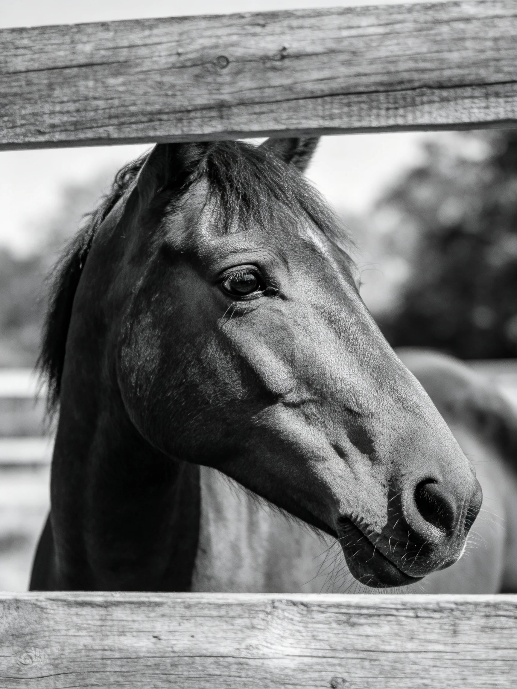 A black-and-white photo shows a horse peering through a wooden fence.