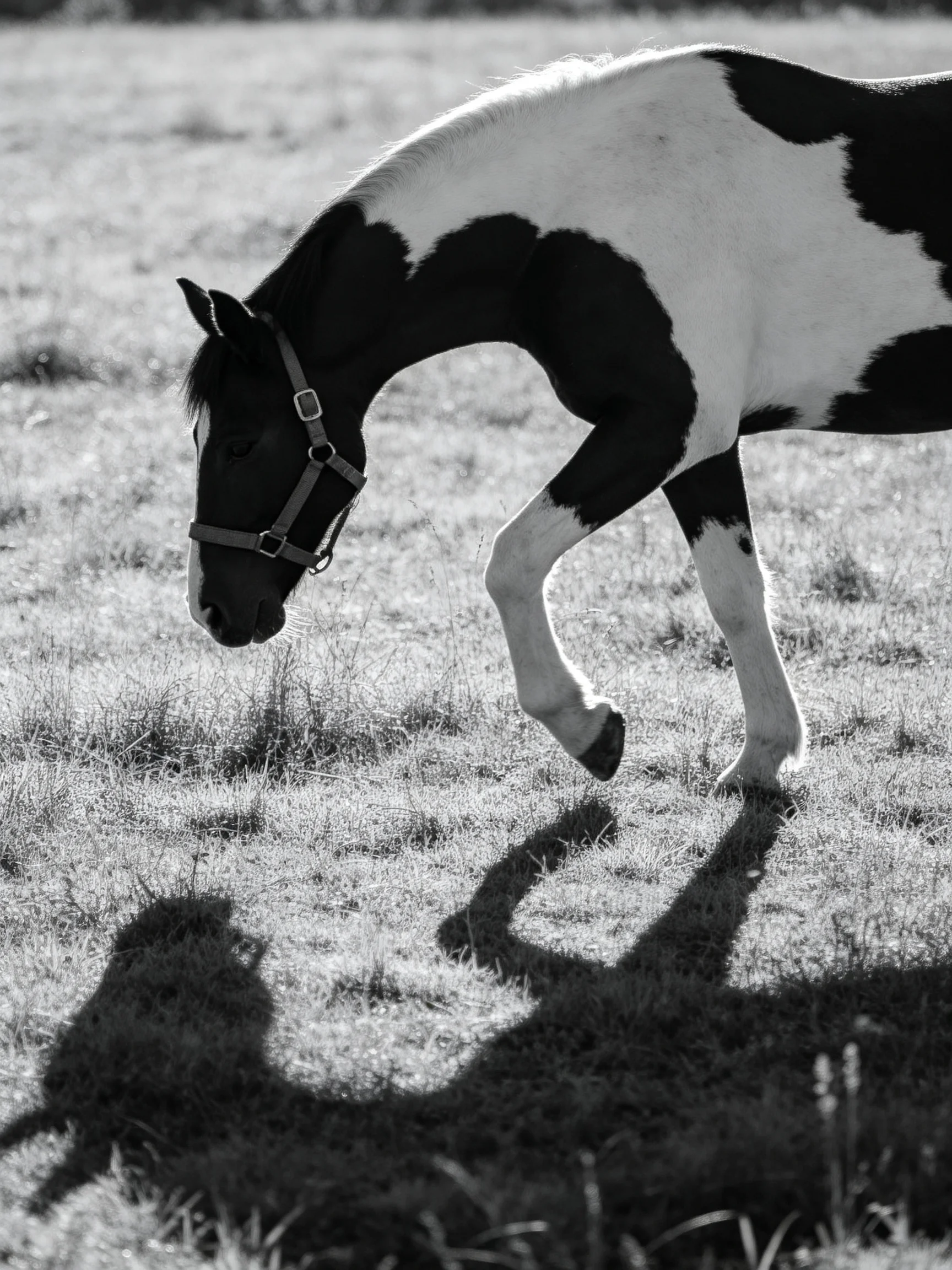 A black and white spotted horse moves through a sunlit meadow