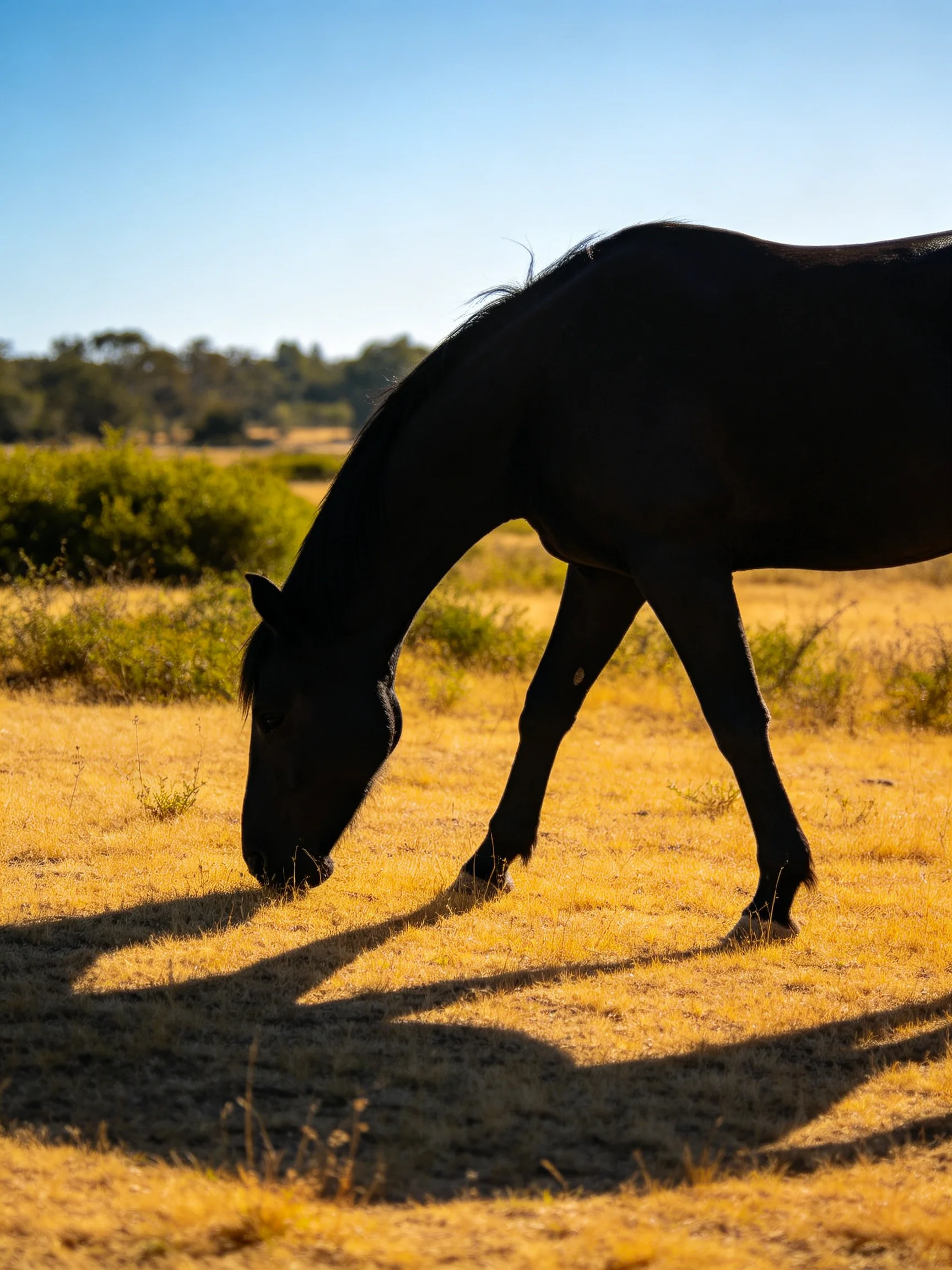 A black horse grazes in a sunlit golden field with green bushes