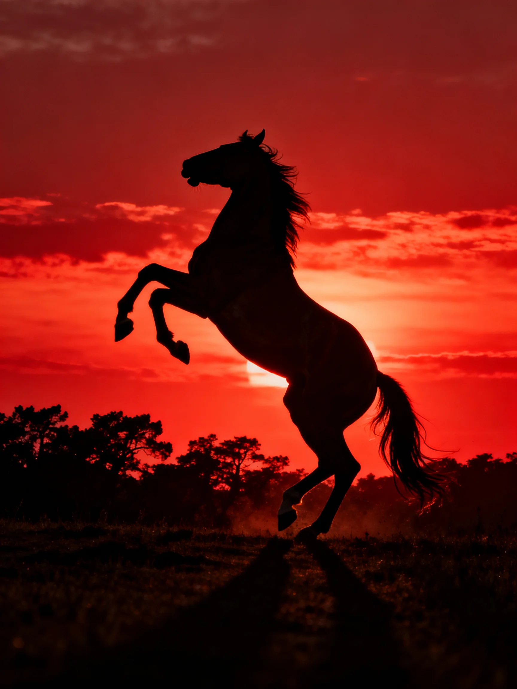 A black horse rears against a vivid crimson sunset sky
