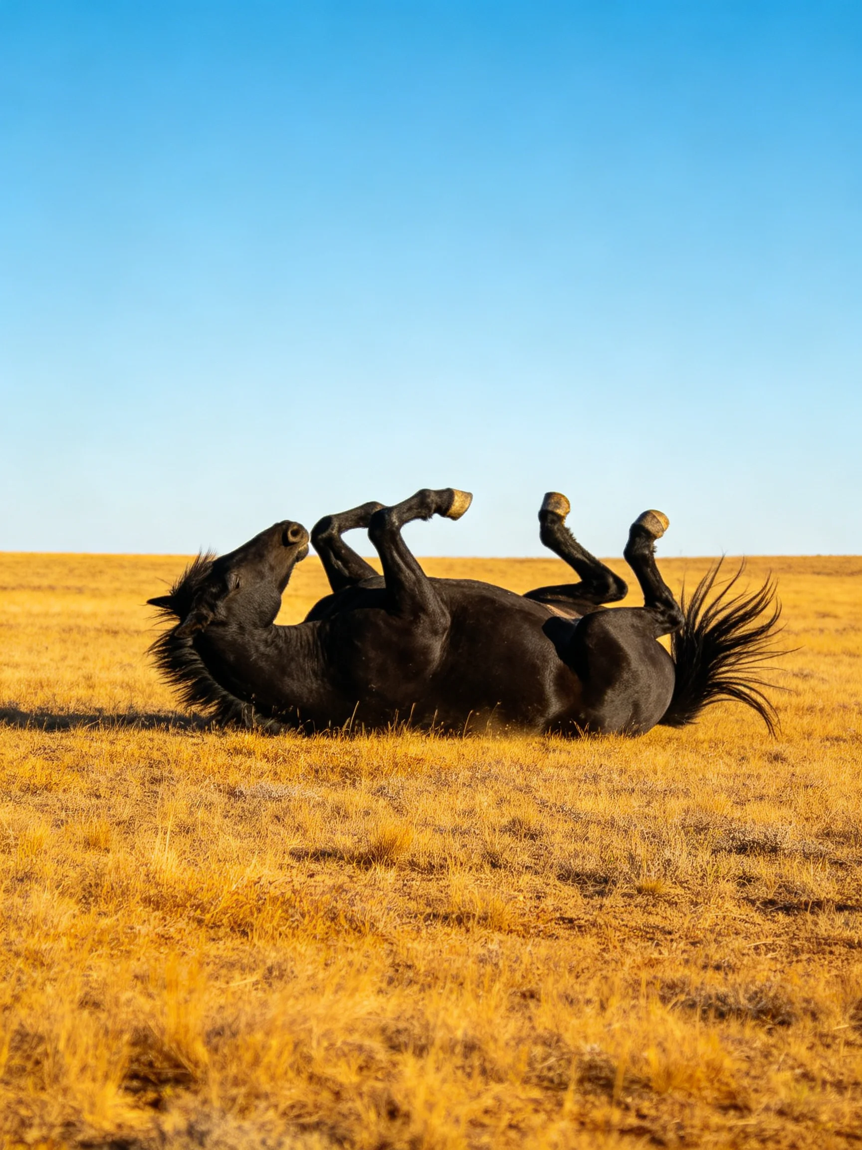 A black horse rolling in a golden field under clear blue sky