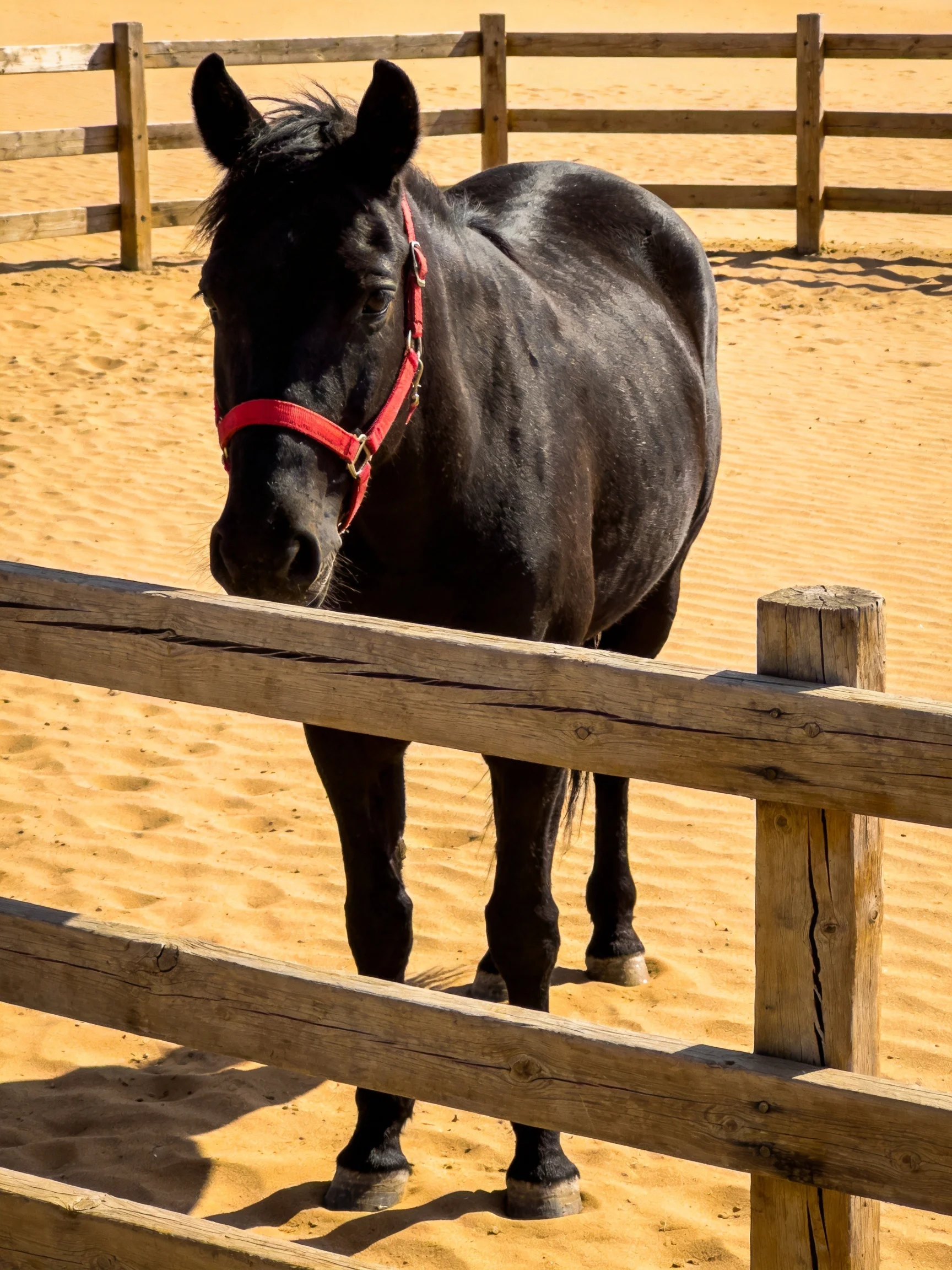 A black horse with a red halter near wooden fences on sandy ground