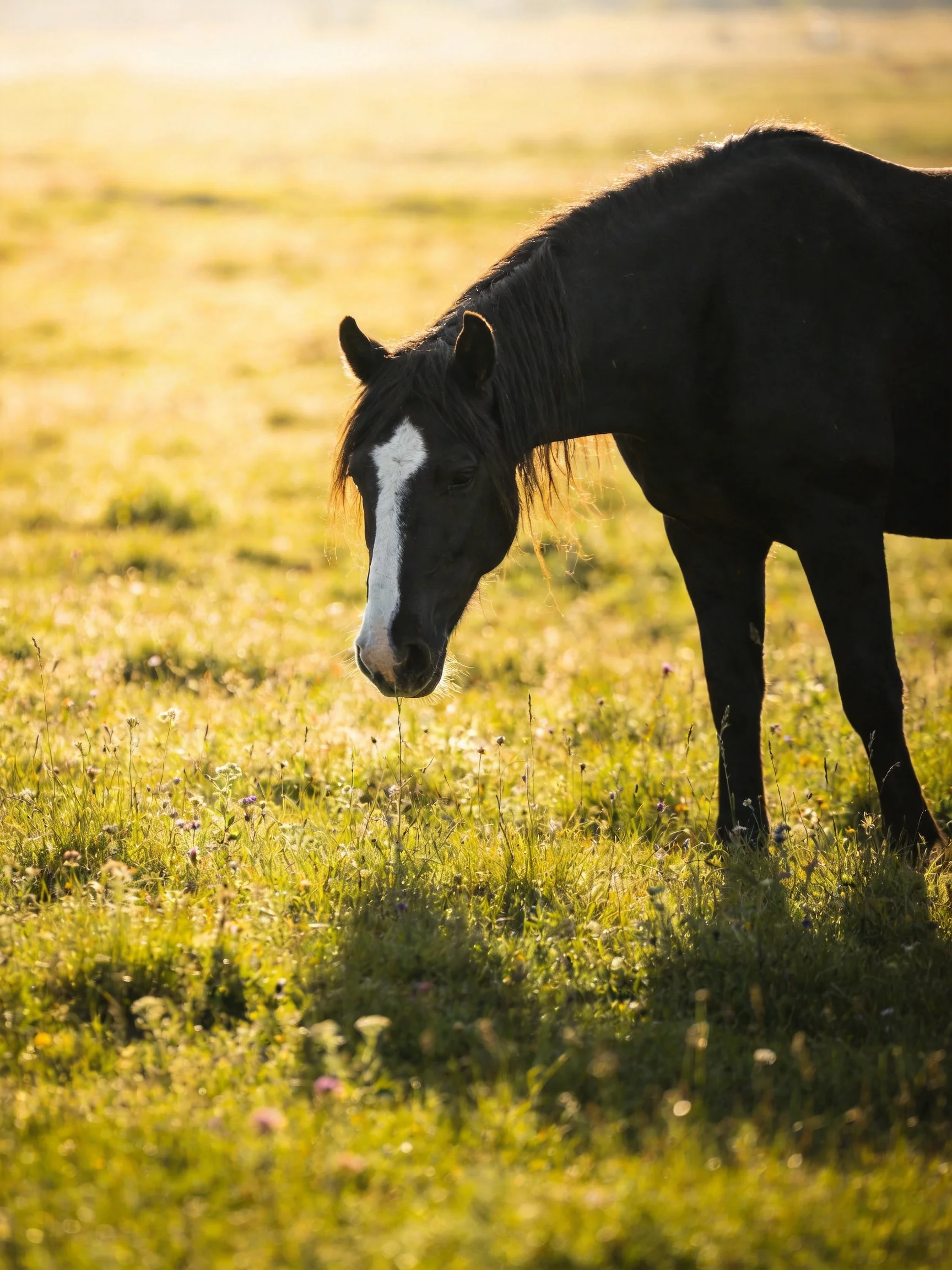 A black horse with a white blaze grazes in a sun-drenched meadow