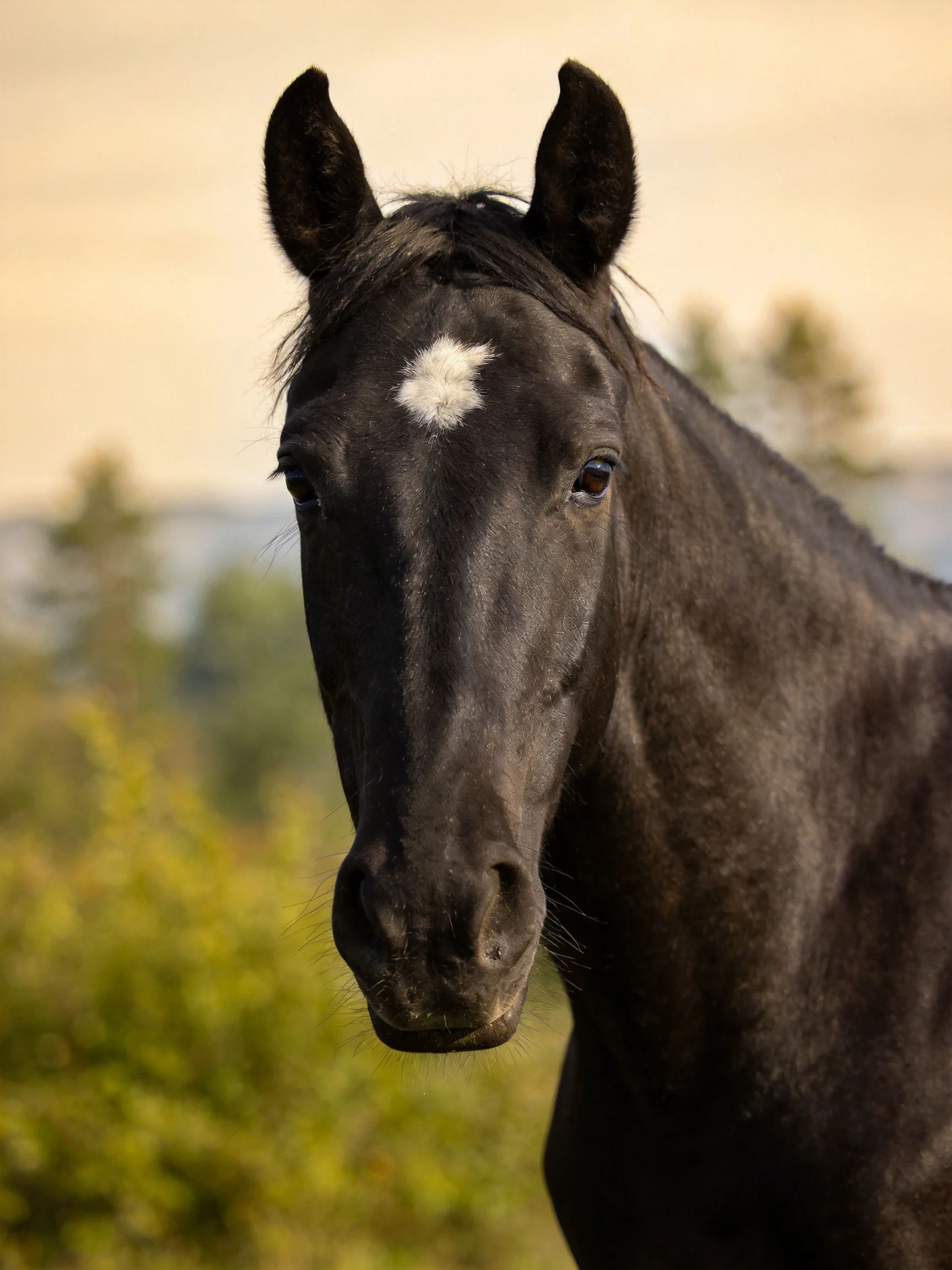 A close - up of a black horse with a white marking in nature.