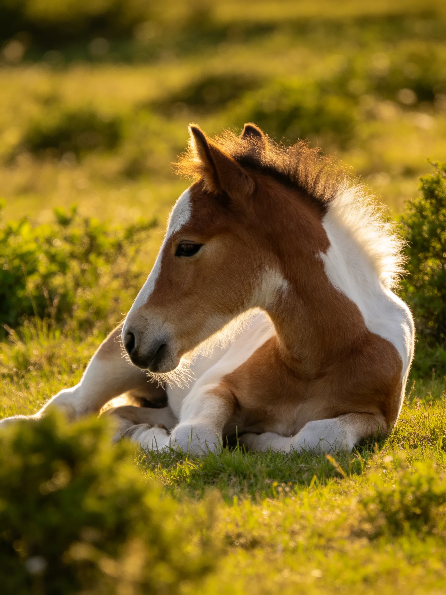 A brown and white foal resting in a sunlit green meadow