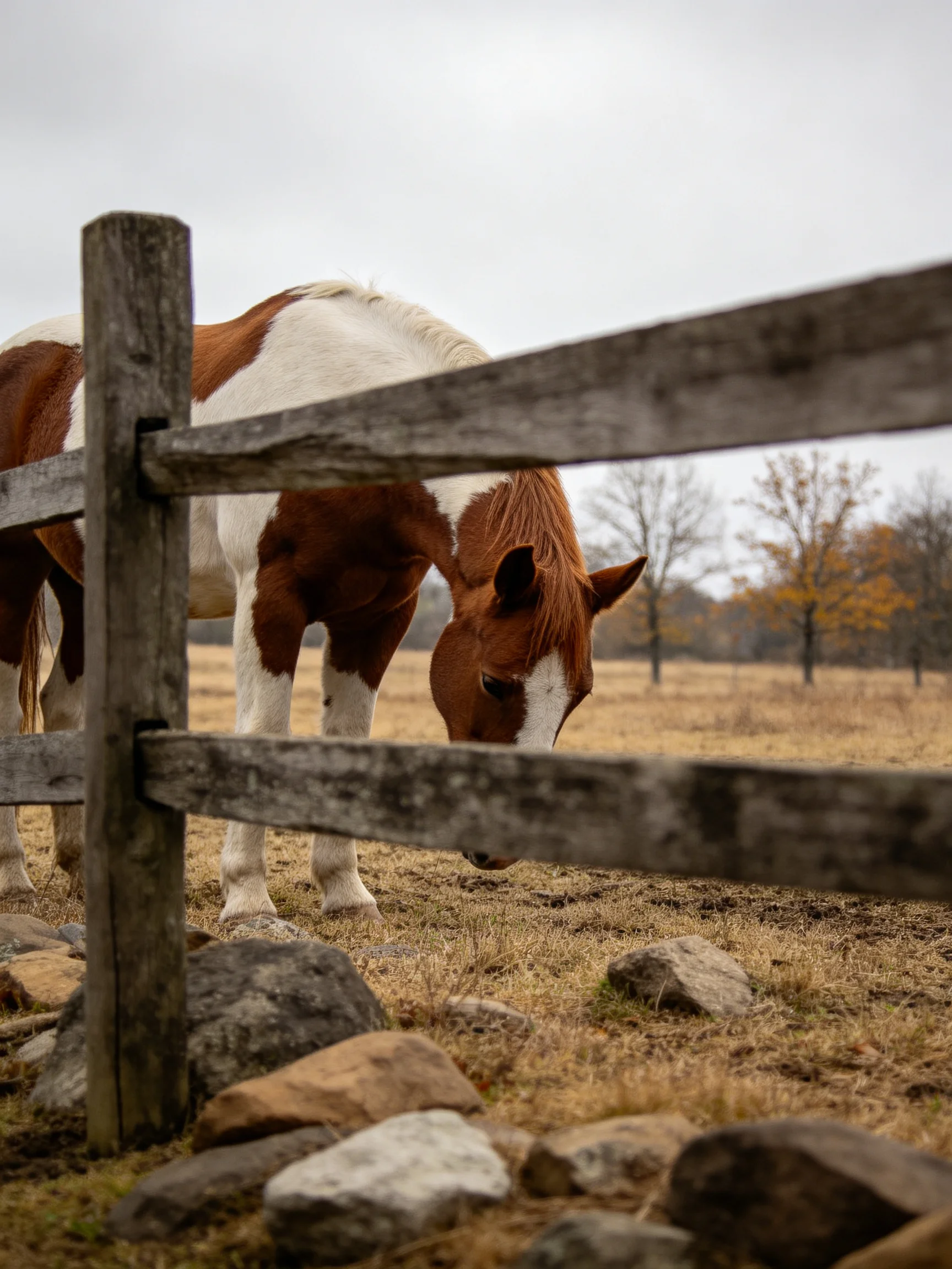 A brown and white horse grazes near a weathered wooden fence in a dry field.