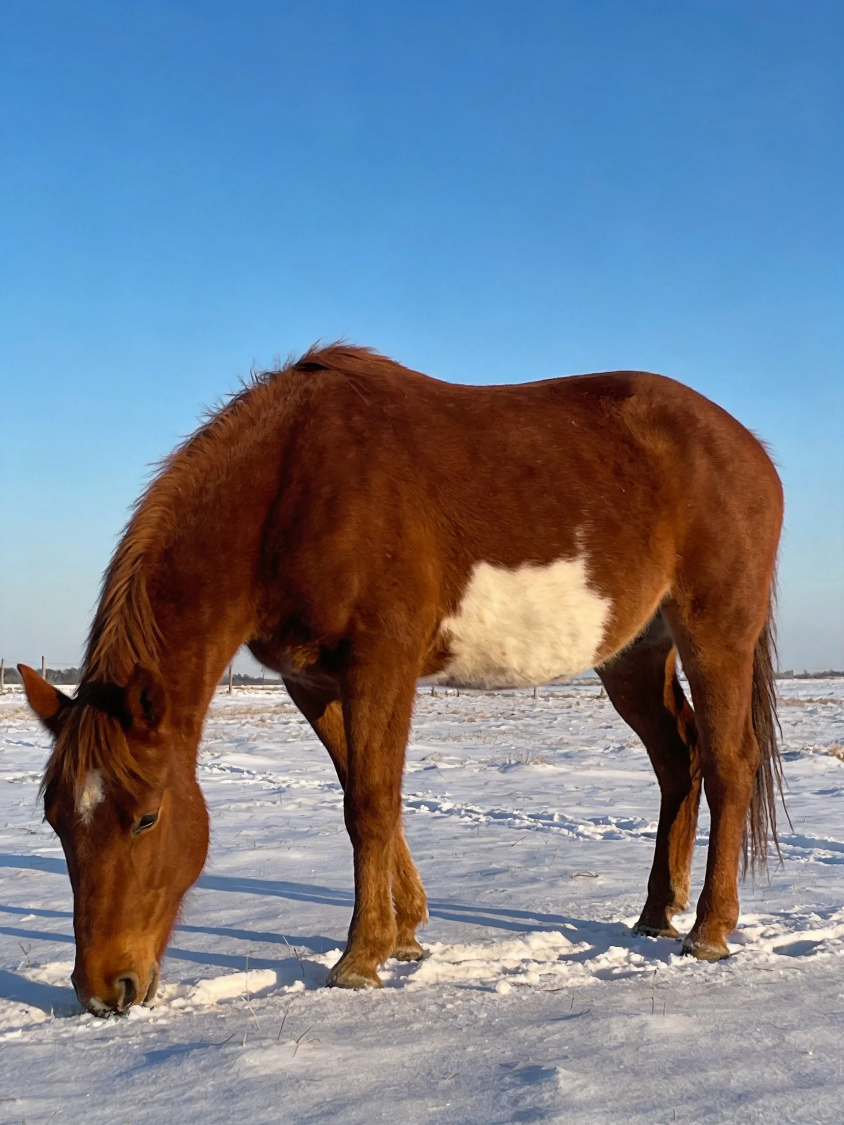 A brown and white horse grazes in a snowy field beneath a clear blue sky.