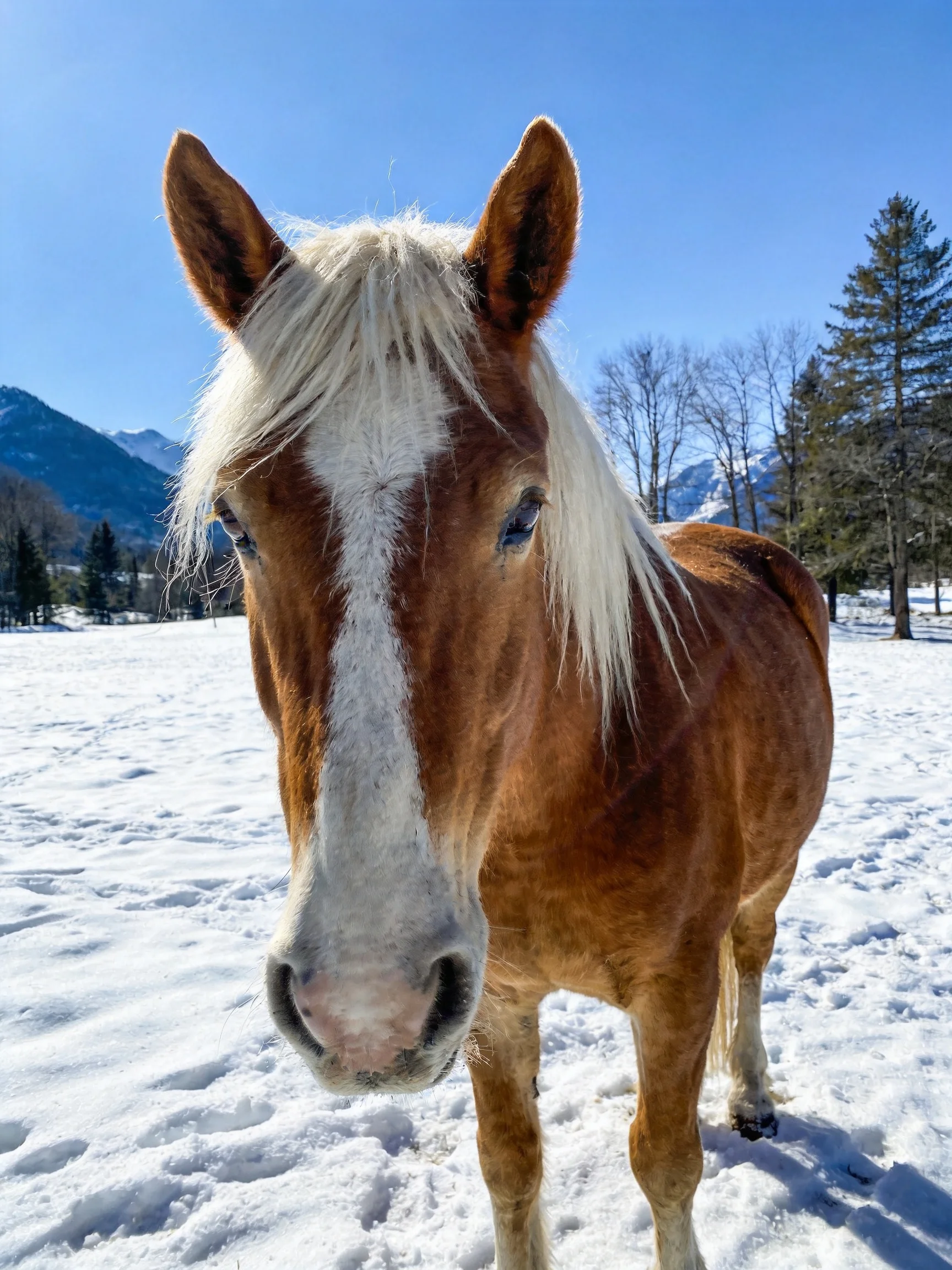 A brown and white horse in a snowy field near pine trees