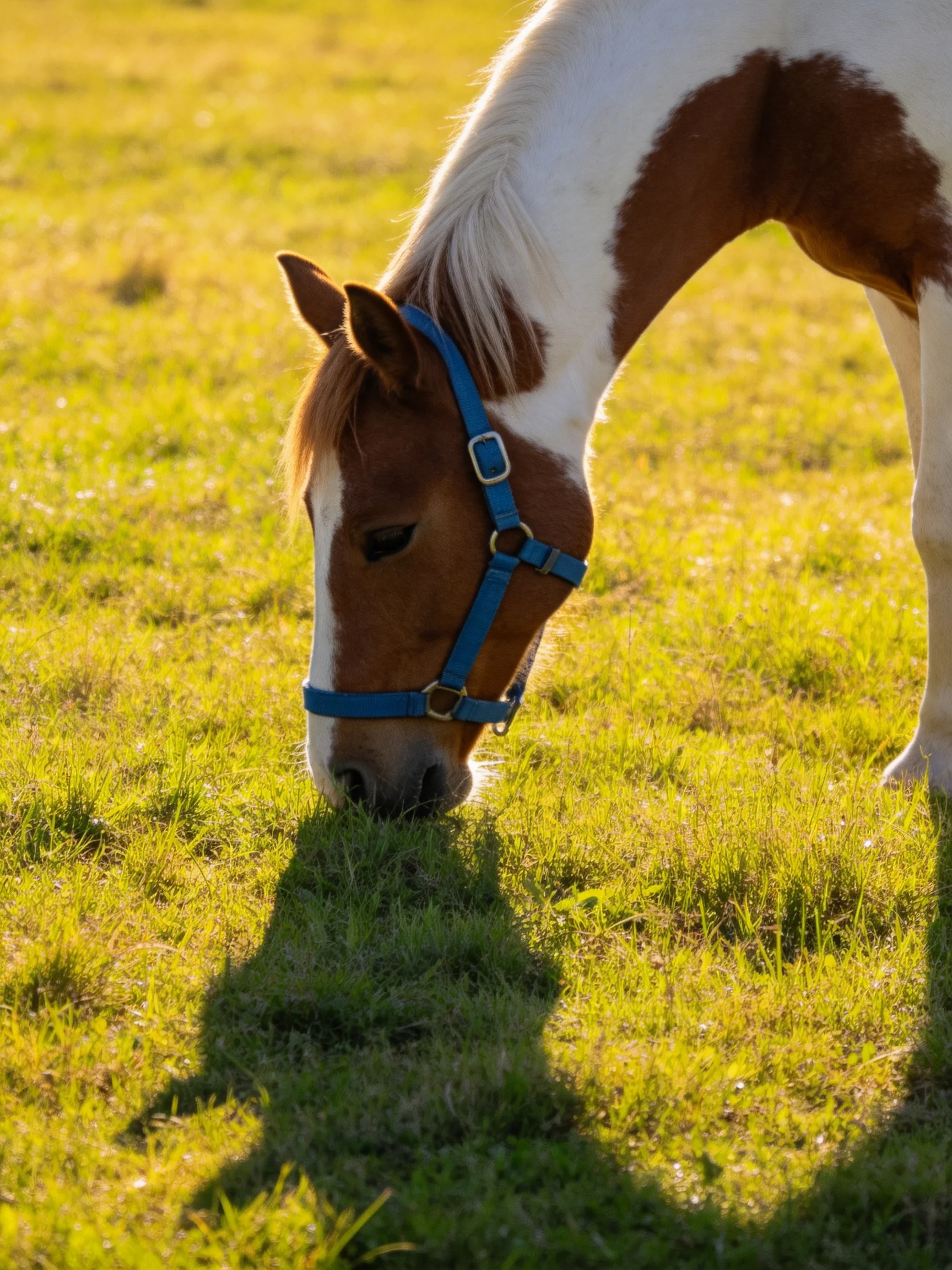 A brown and white horse with a blue halter grazes in a sunlit meadow