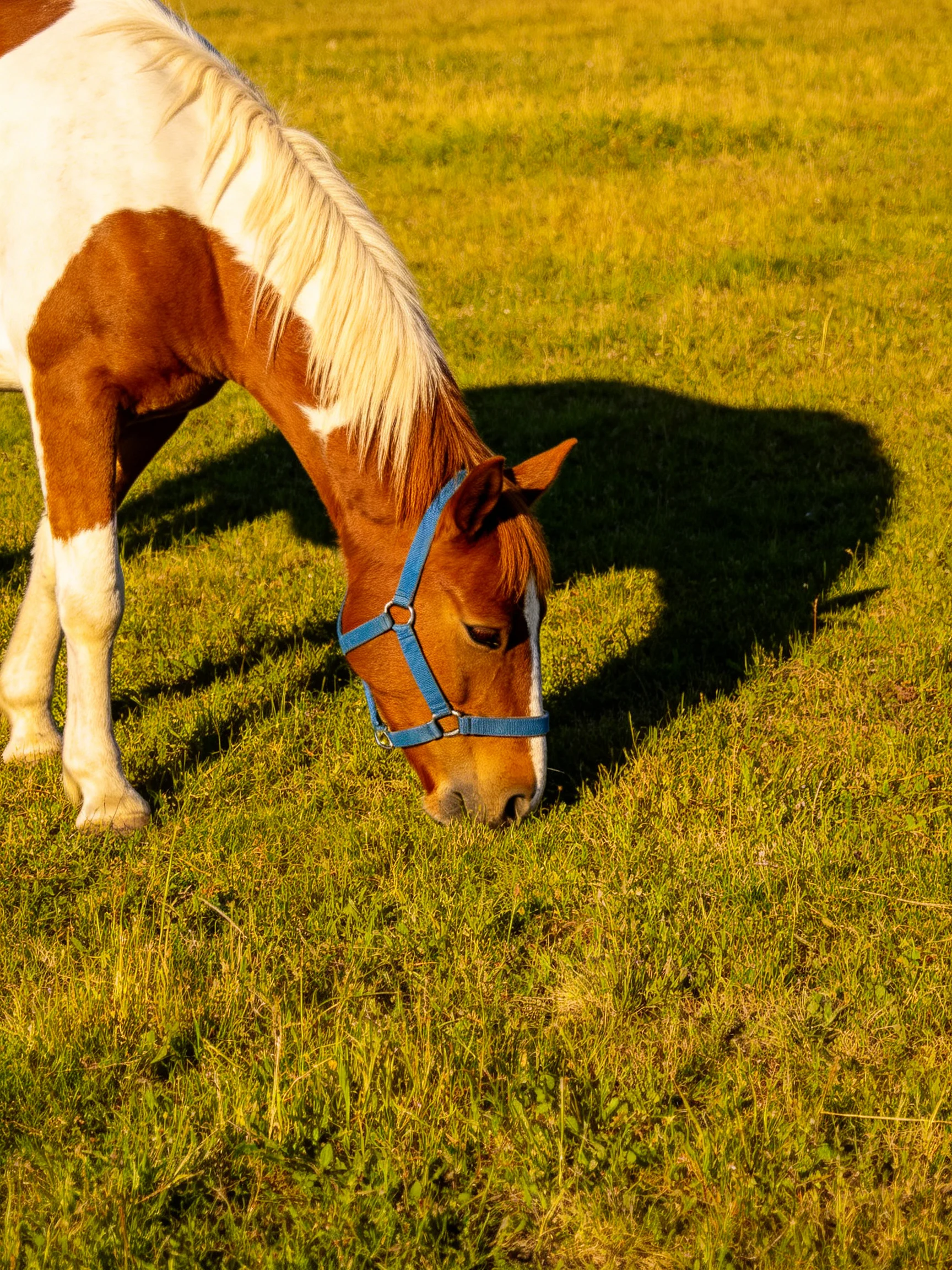 A brown and white horse with a blue halter grazes in golden-green grass.