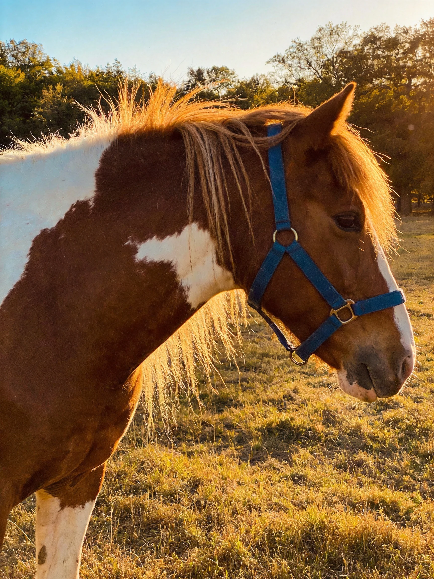 A brown and white pinto pony with a blue halter in golden-hour light
