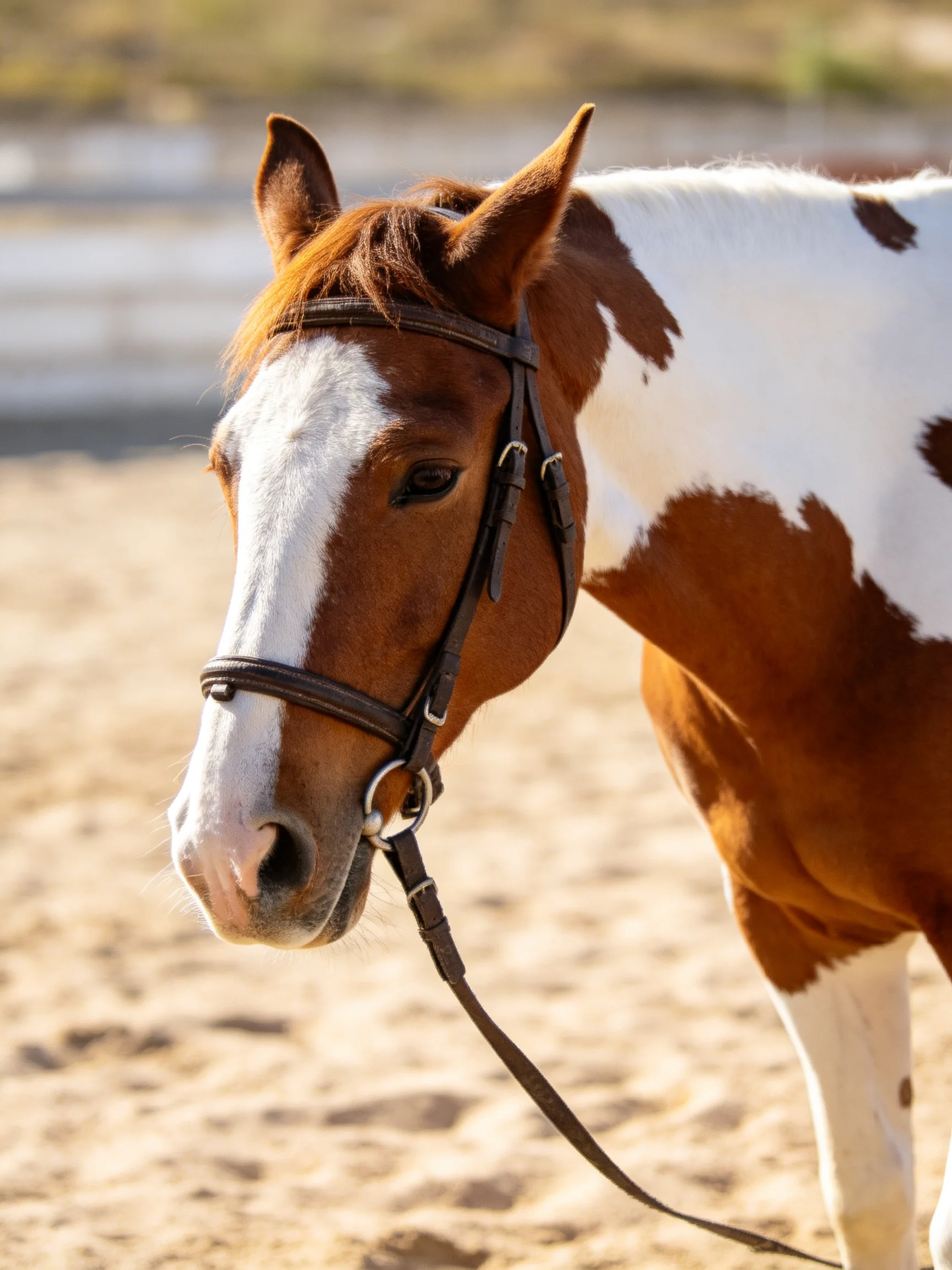 A brown and white spotted horse with a dark bridle on sandy ground