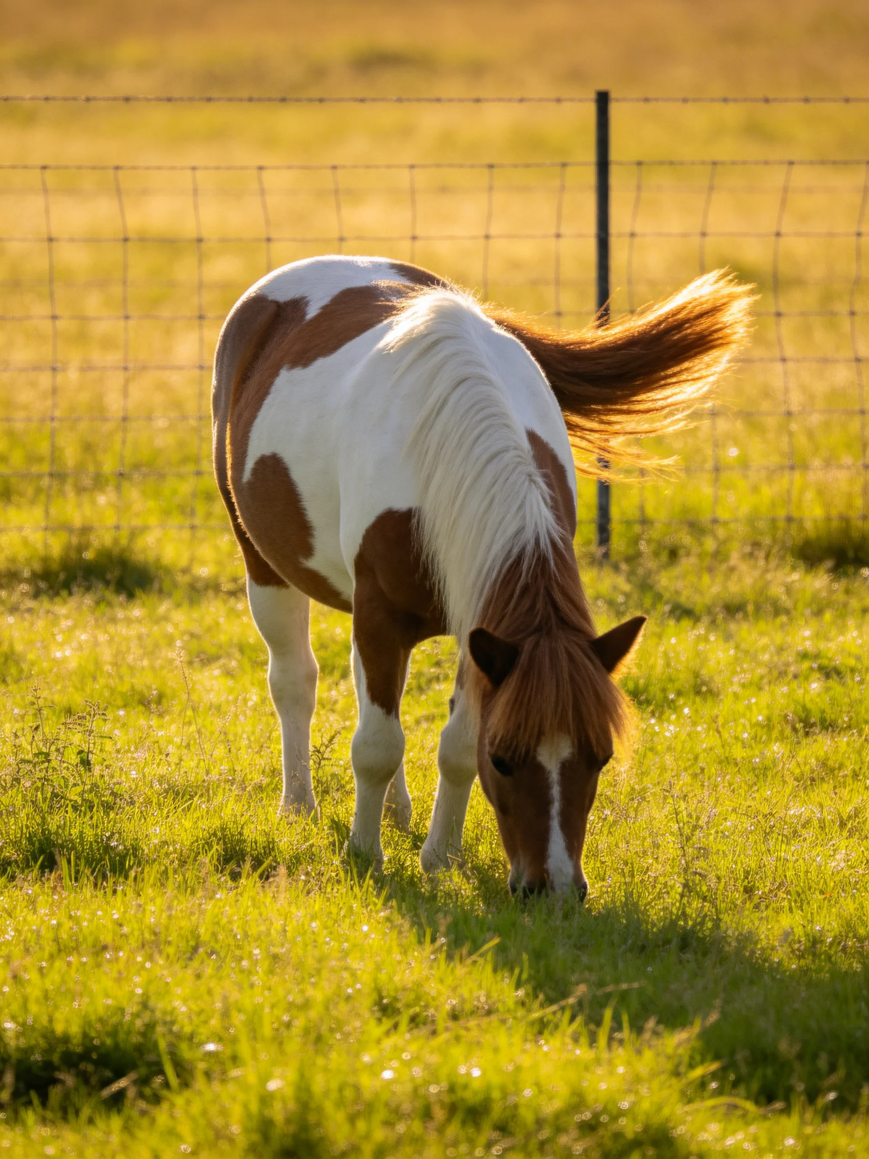 A brown and white spotted pony grazes in a sunlit fenced pasture