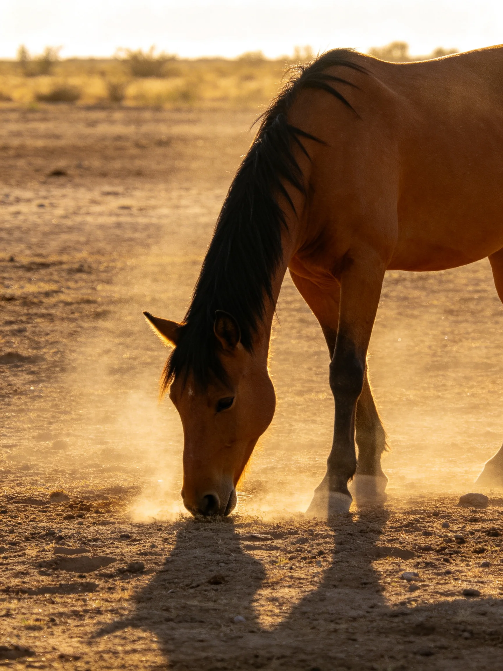 A brown horse grazes in a dusty, sunlit open landscape