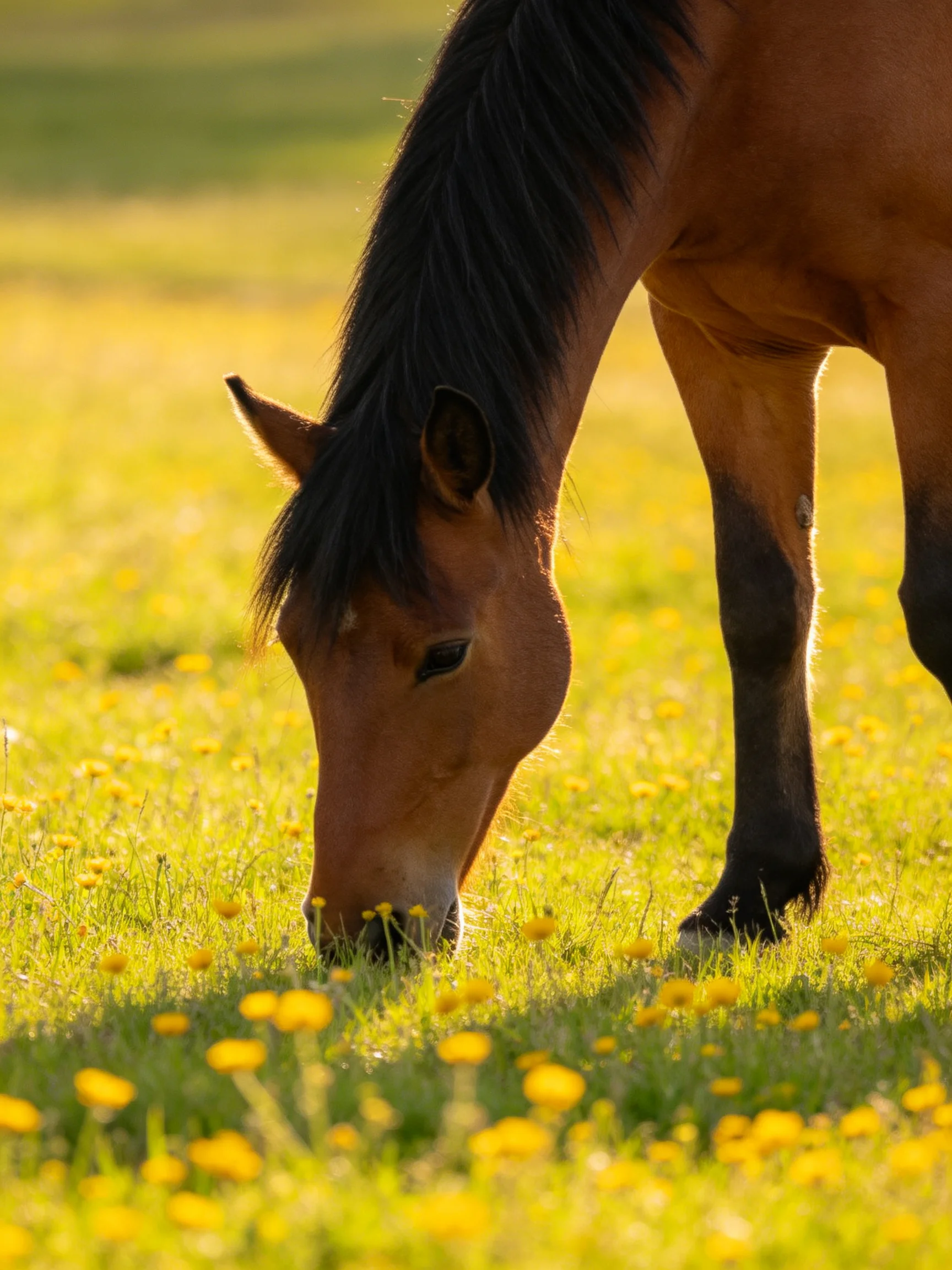 A brown horse grazes in a sunlit meadow with yellow wildflowers
