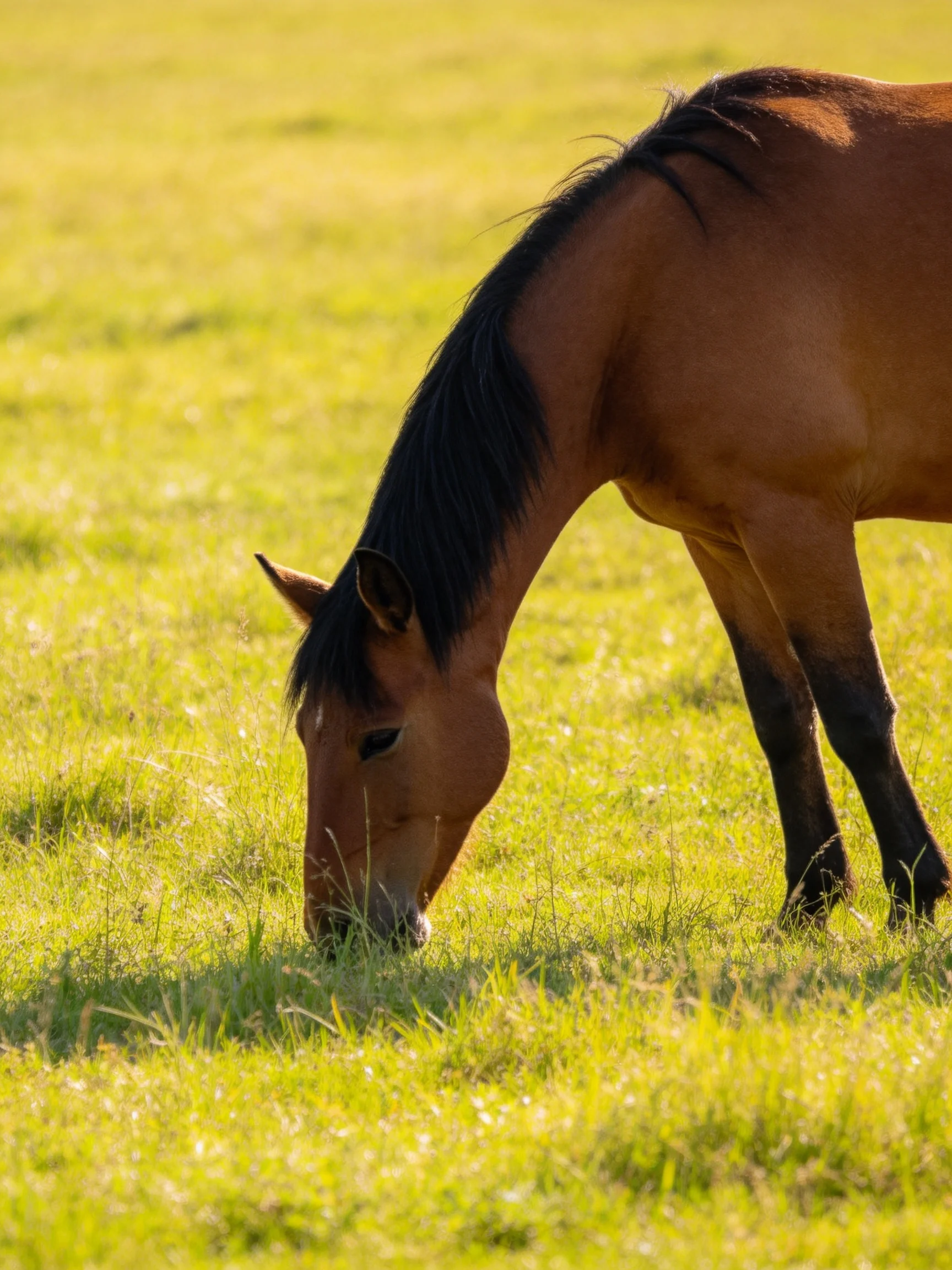 A brown horse grazes in a sunlit, verdant green pasture