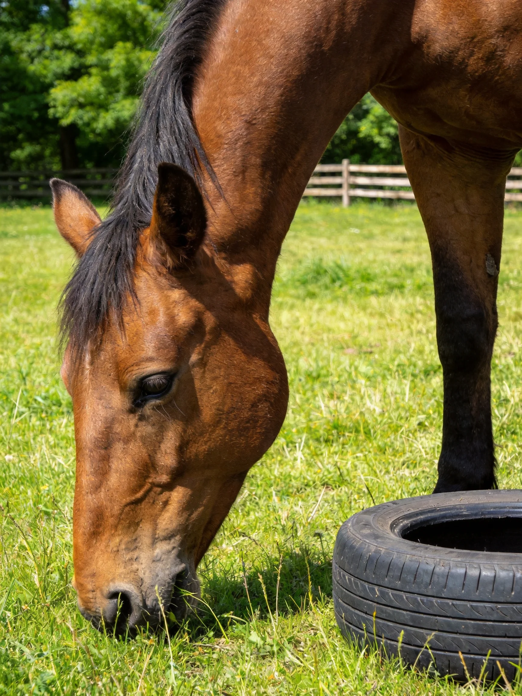 A brown horse grazes near a black tire in a green pasture