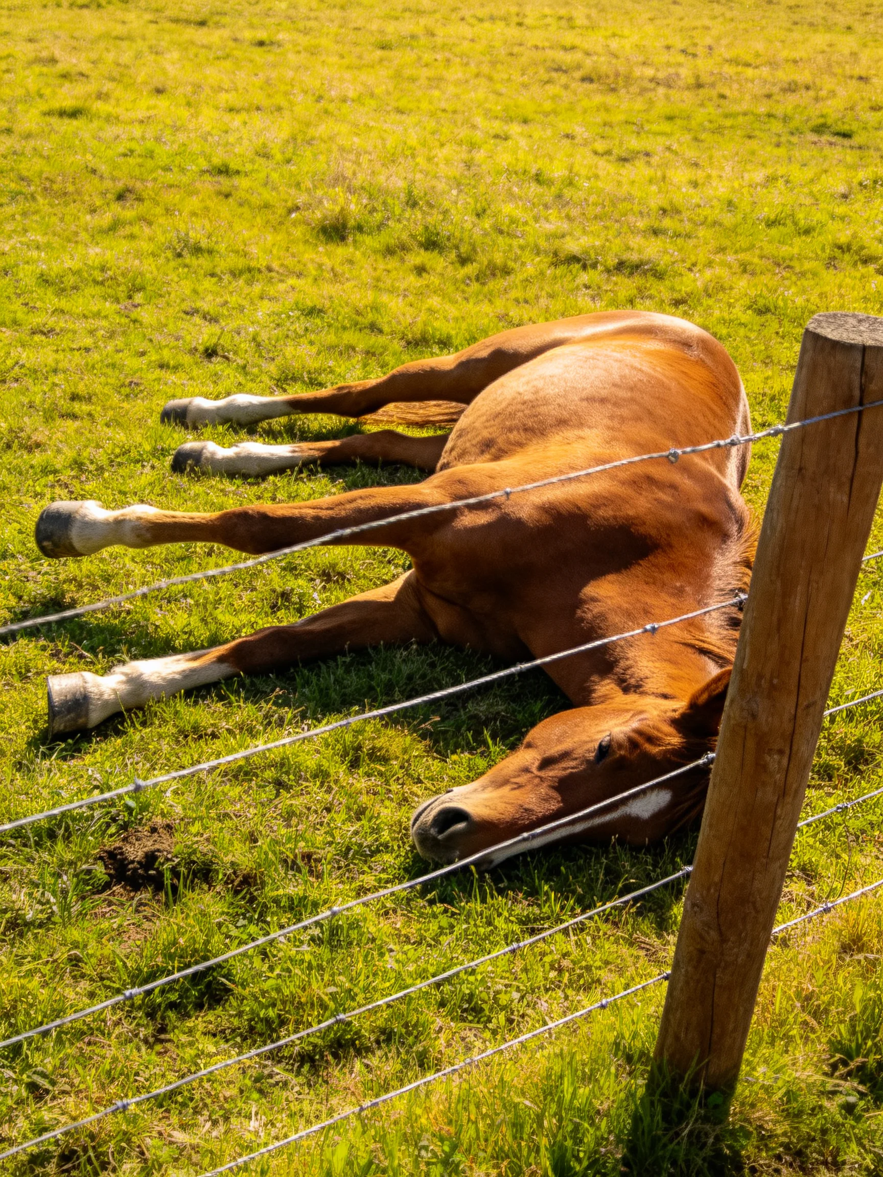 A brown horse rests near a wire fence in a sunlit green pasture