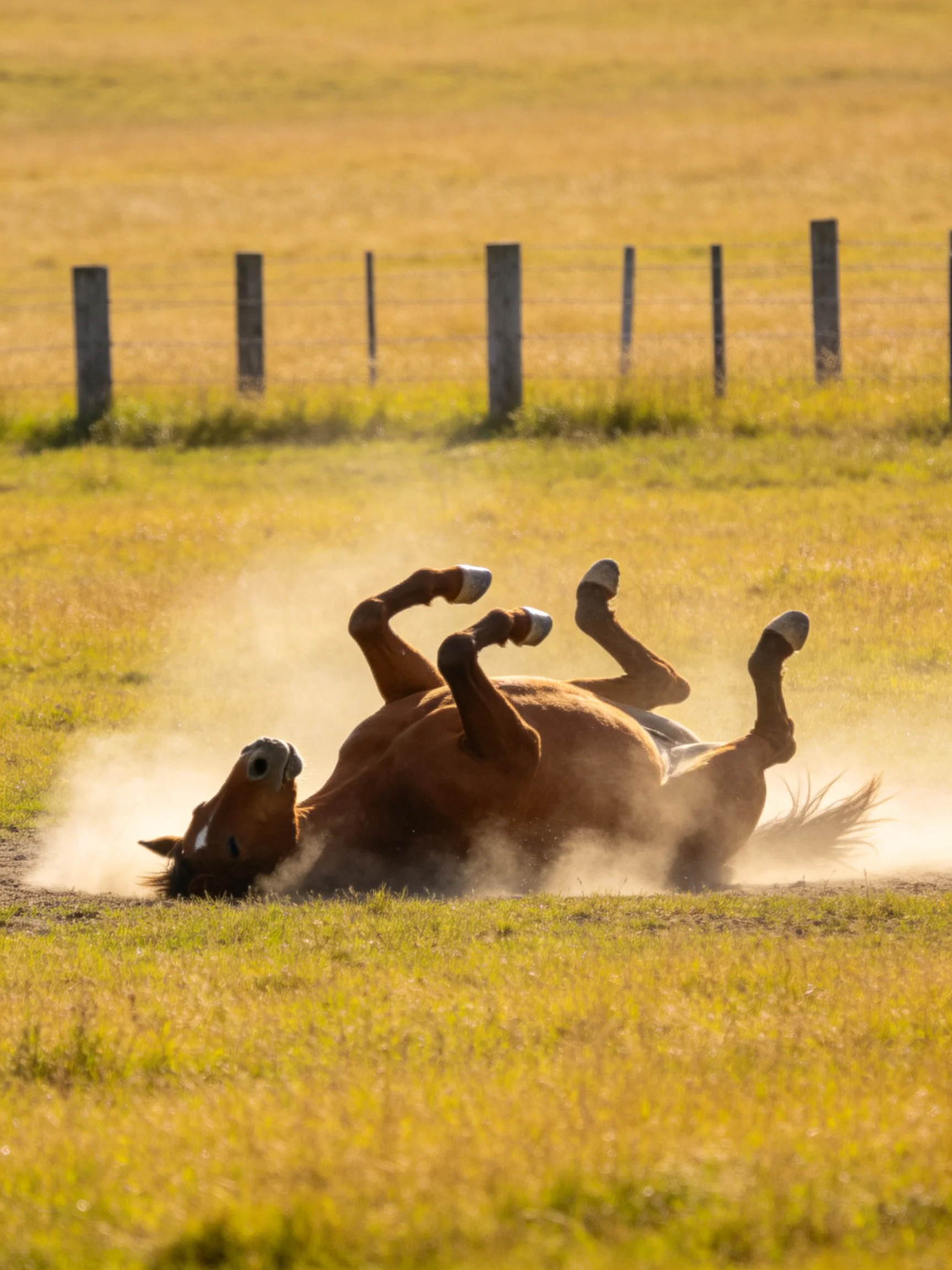 A brown horse rolling in dust on a golden field