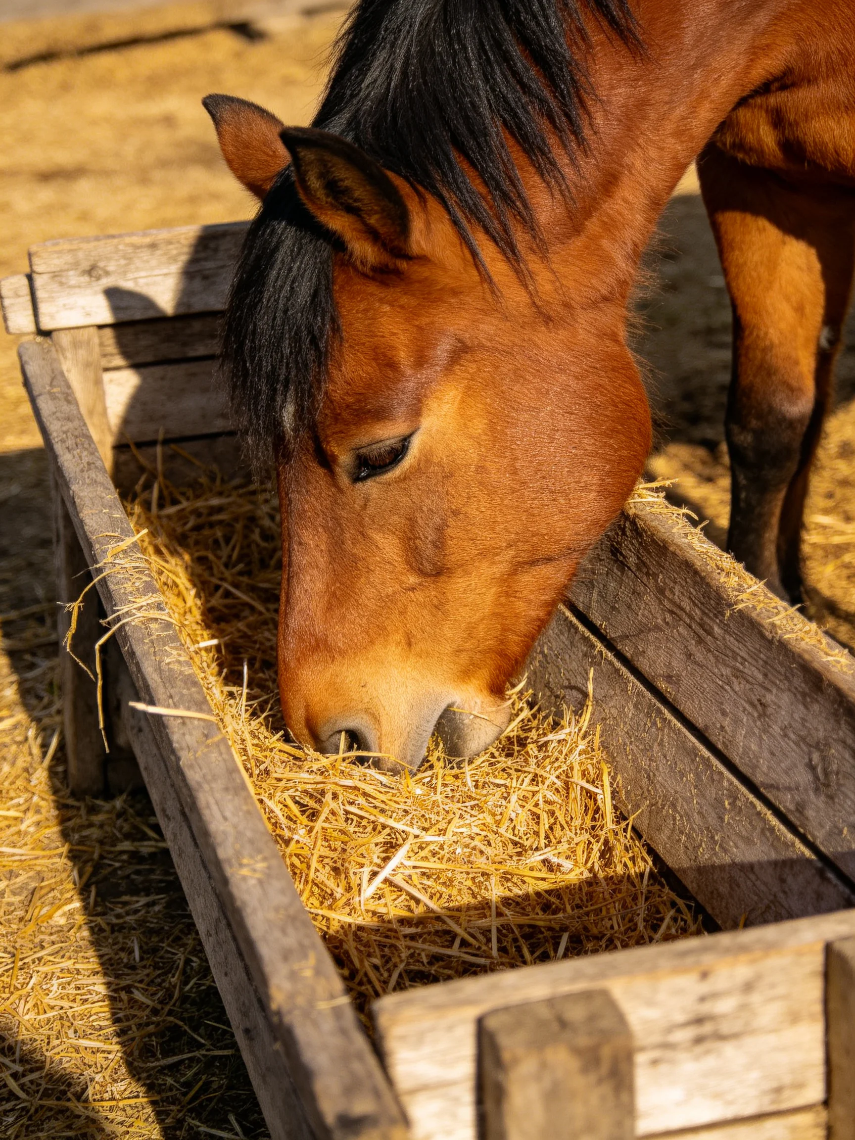 A brown horse with a black mane eats hay from a wooden trough