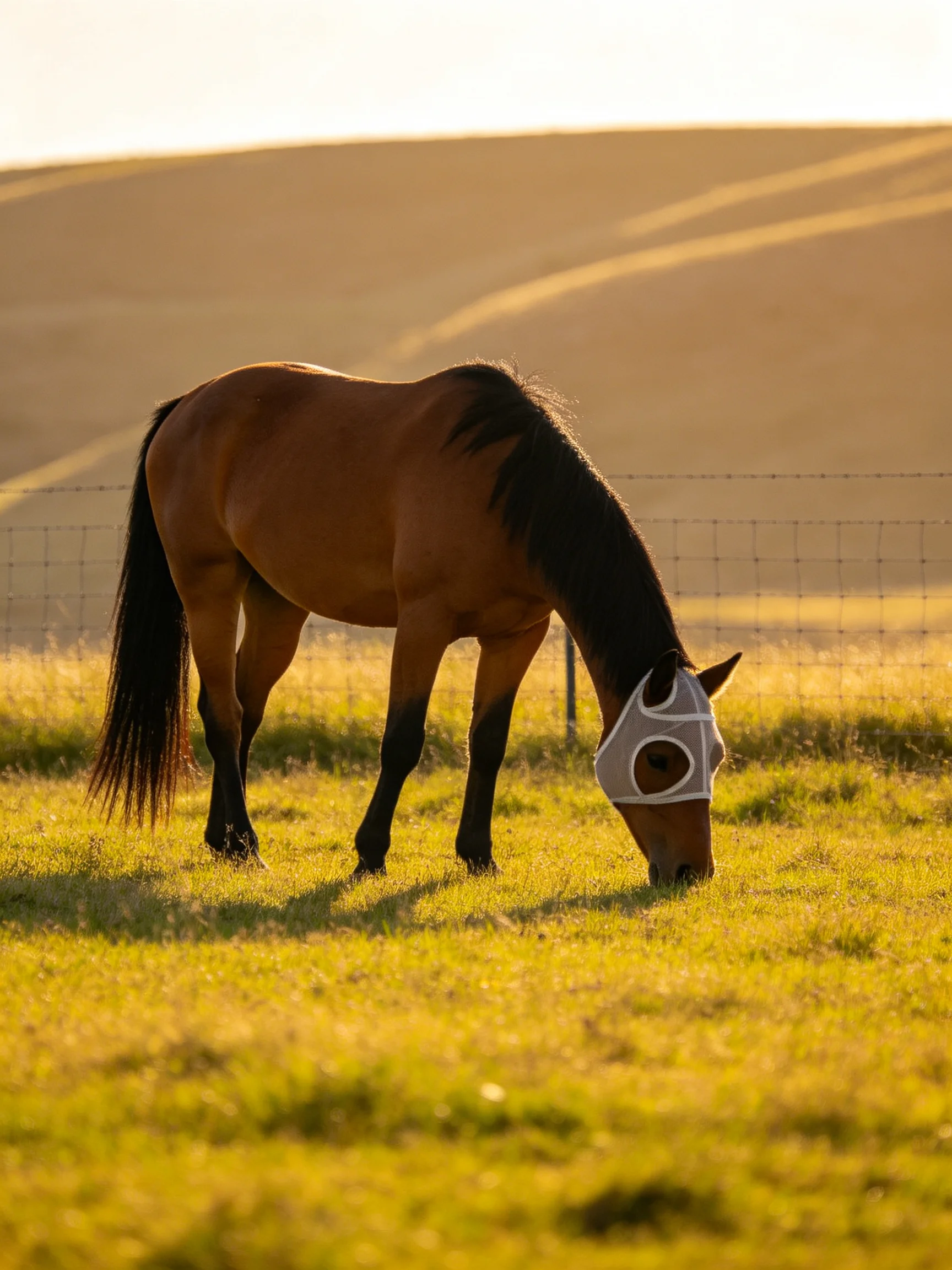 A brown horse wearing a protective mask feeds on grass in a sunlit pasture.
