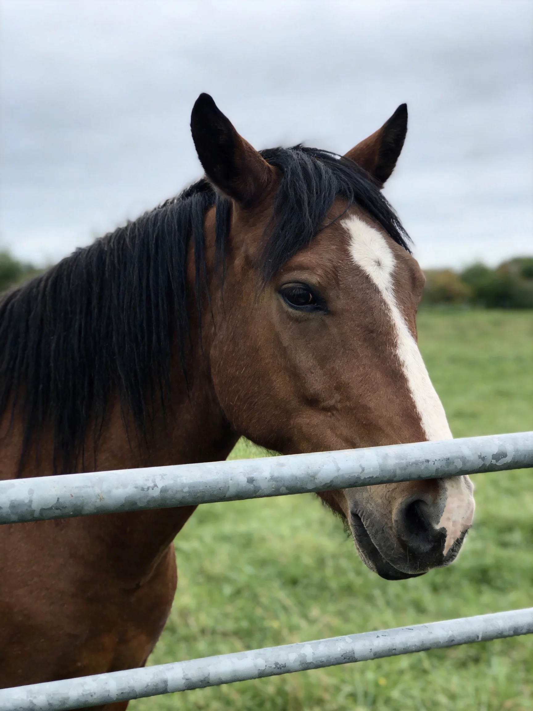 A brown horse with a white blaze near a metal fence in a green pasture