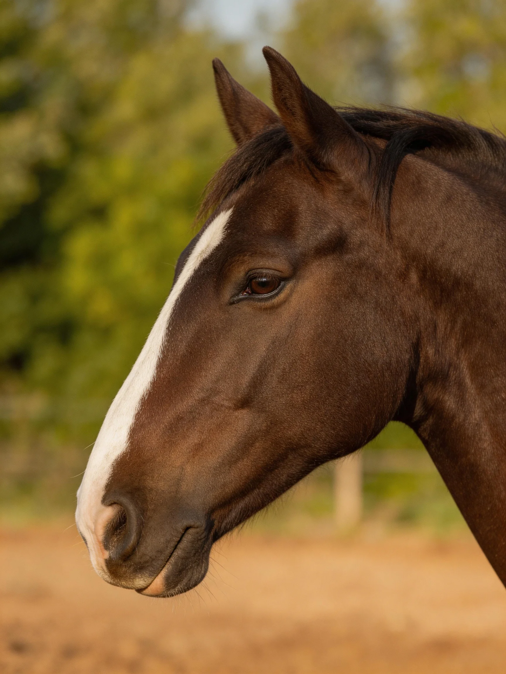 A brown horse with a white blaze stands in a sunlit open area