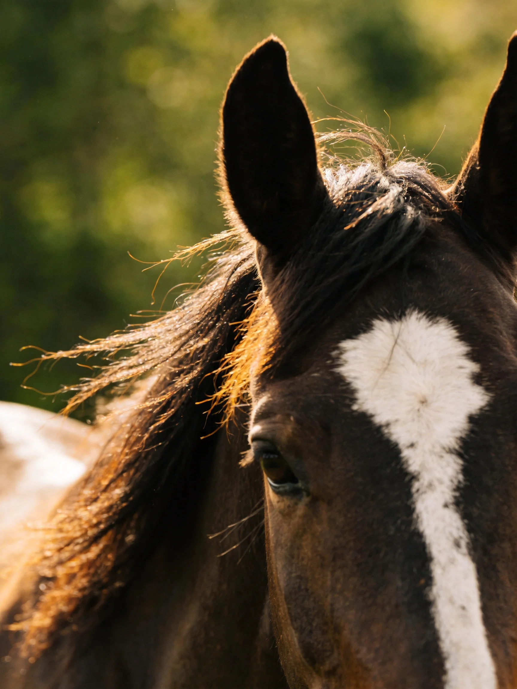 A brown horse with white facial markings in sunlight