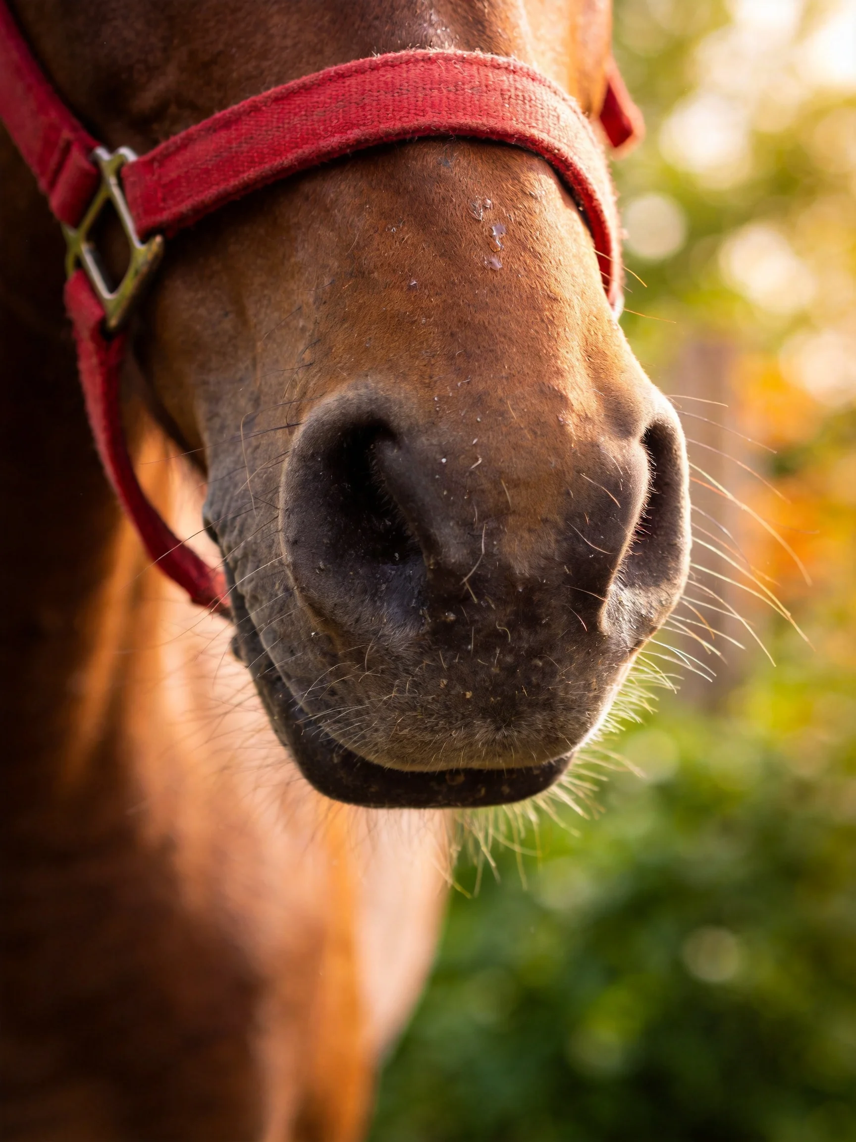 A brown horse’s nose with a red halter in soft natural light