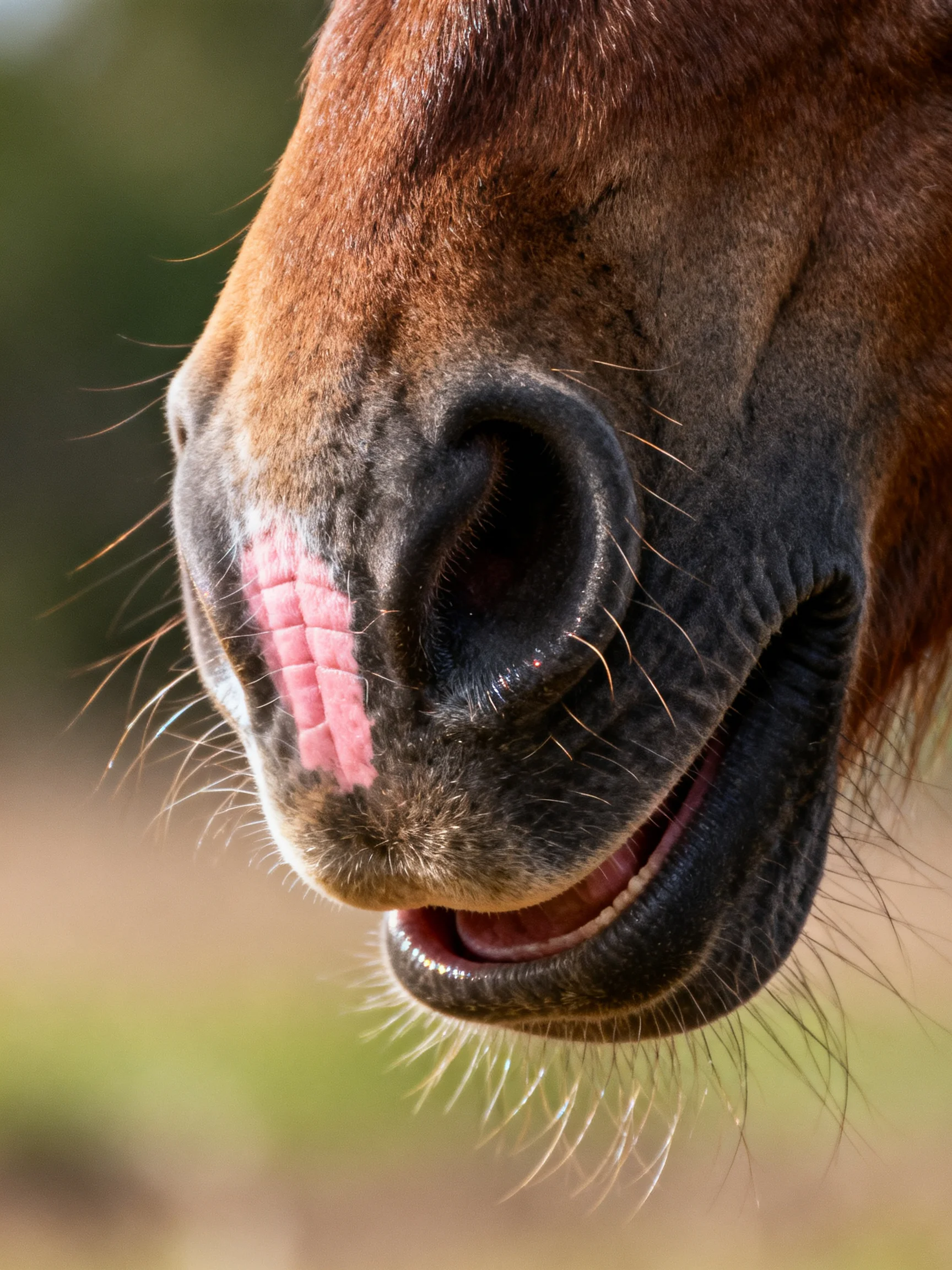 A brown horse’s nose with pink marking and textured muzzle