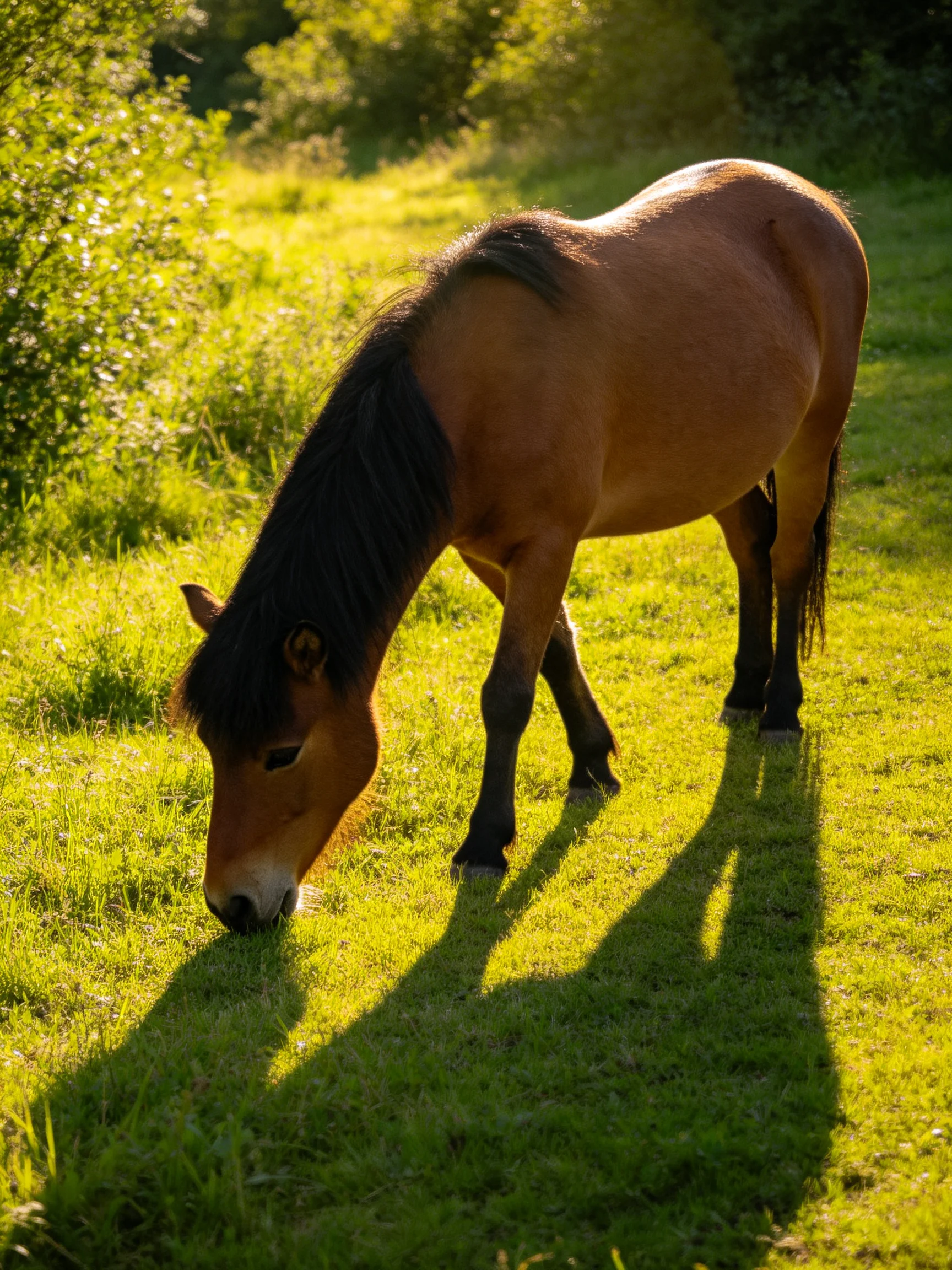 A brown pony grazes in a sunlit green meadow
