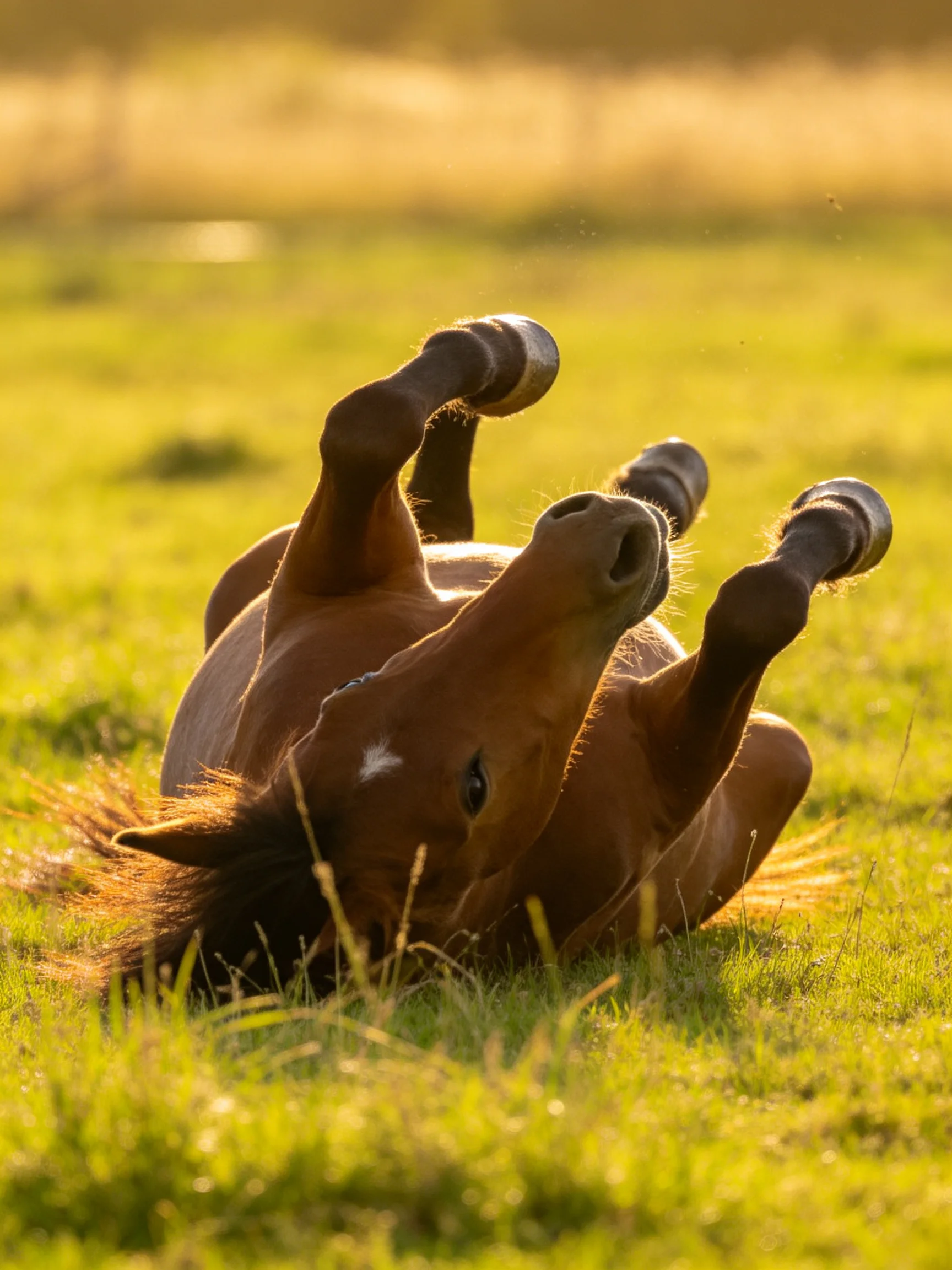 A chestnut foal rolls joyfully in a sun-drenched meadow