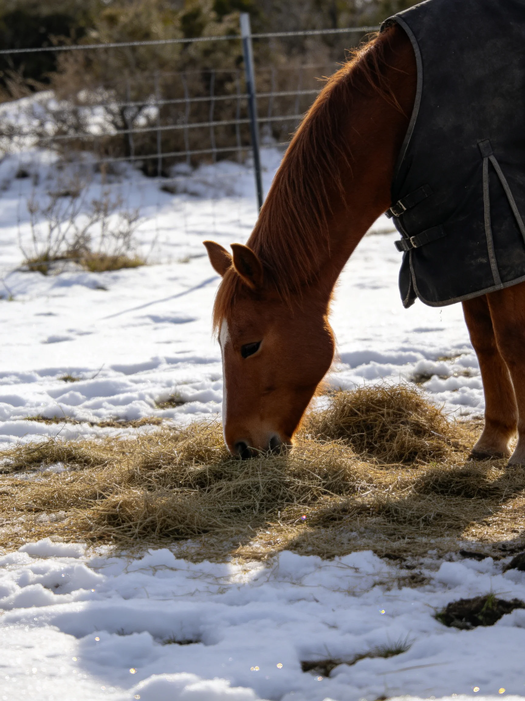 A chestnut horse eating hay in a snowy fenced pasture