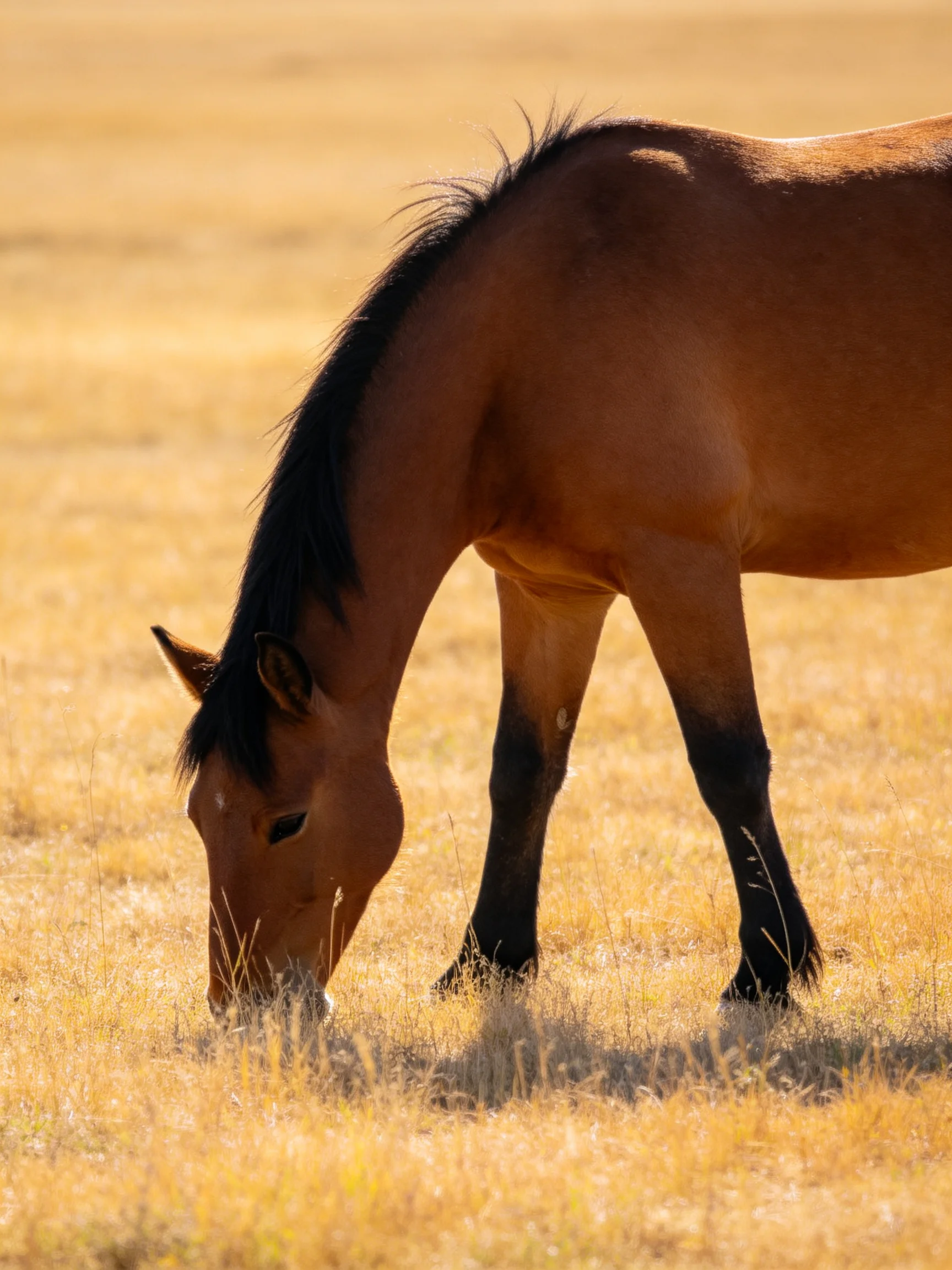 A chestnut horse feeds on dry grass in a sunlit field.