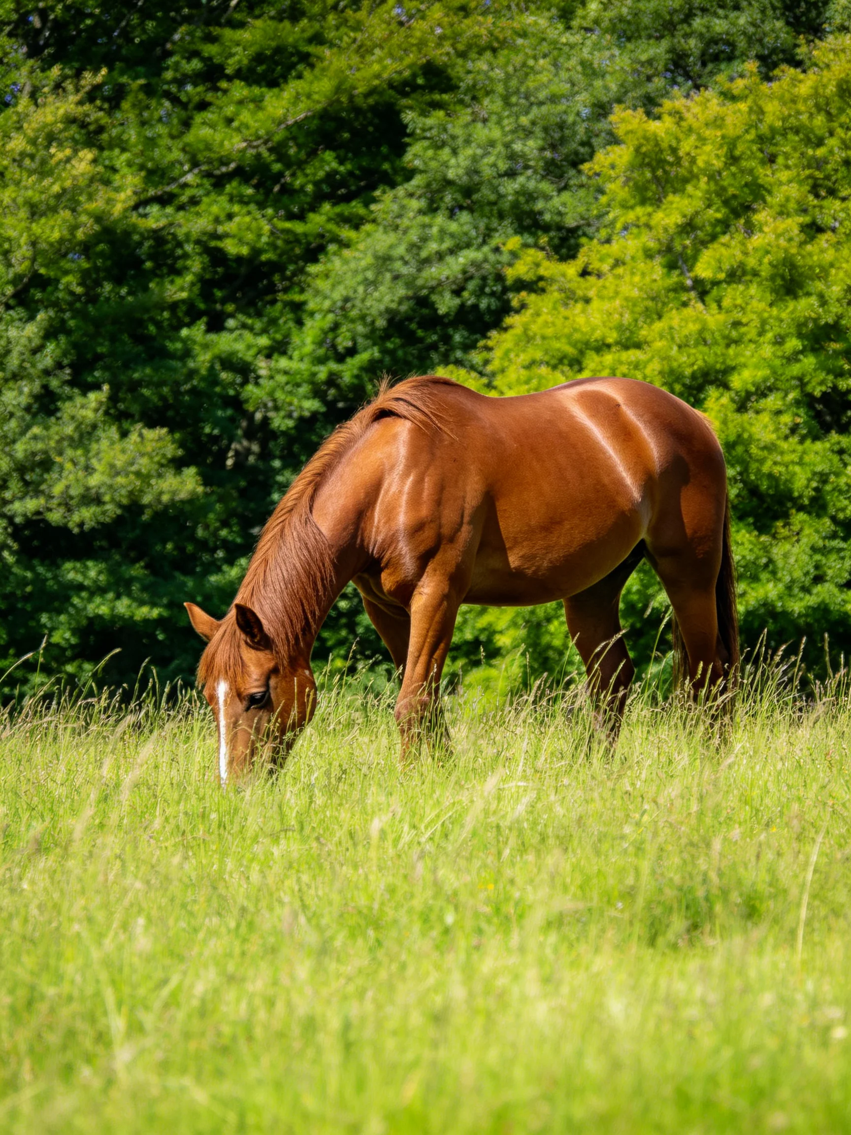 A brown horse feeds in tall grass beside a wooded area