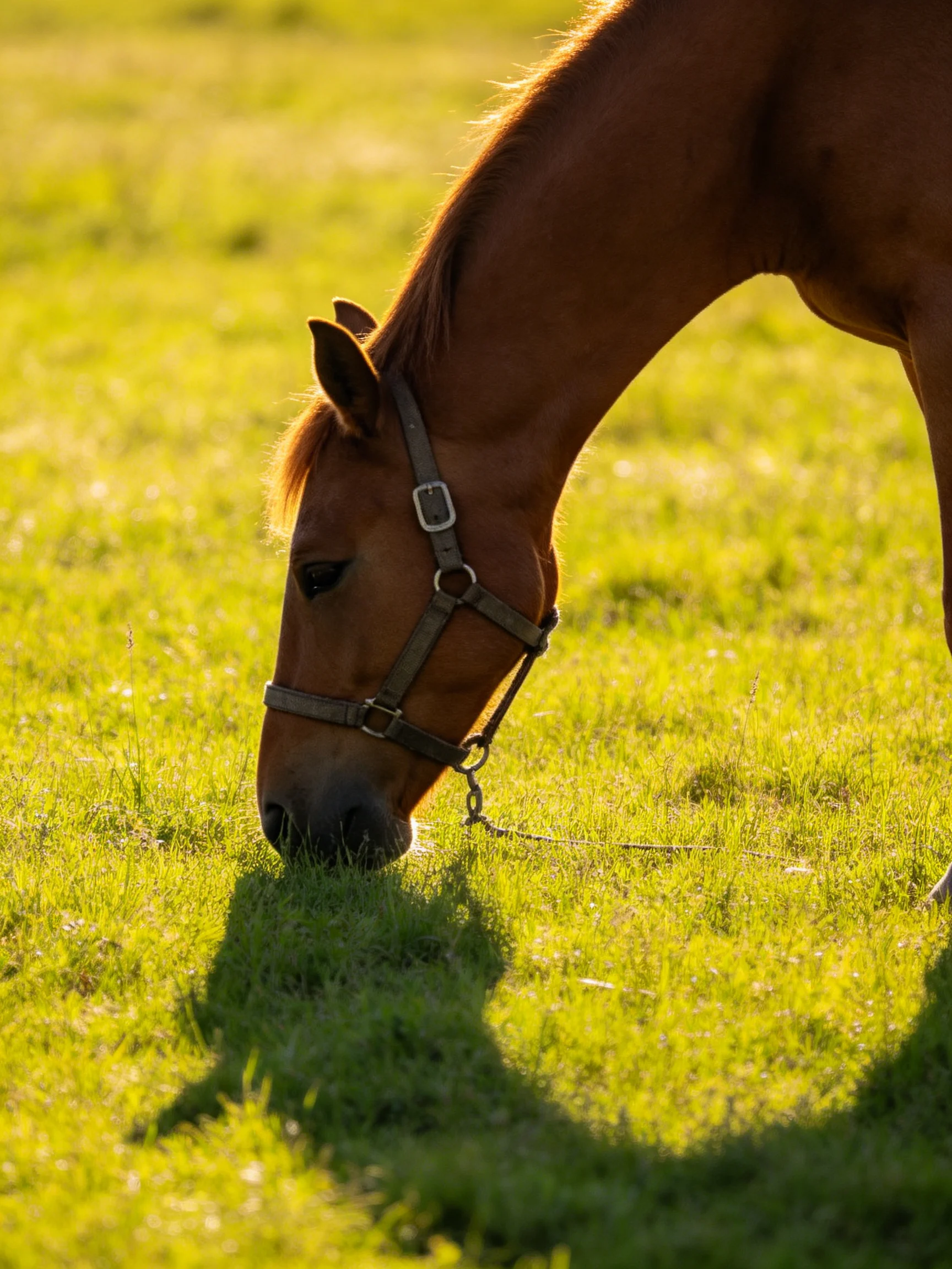 A chestnut horse grazes in a sun-drenched green pasture