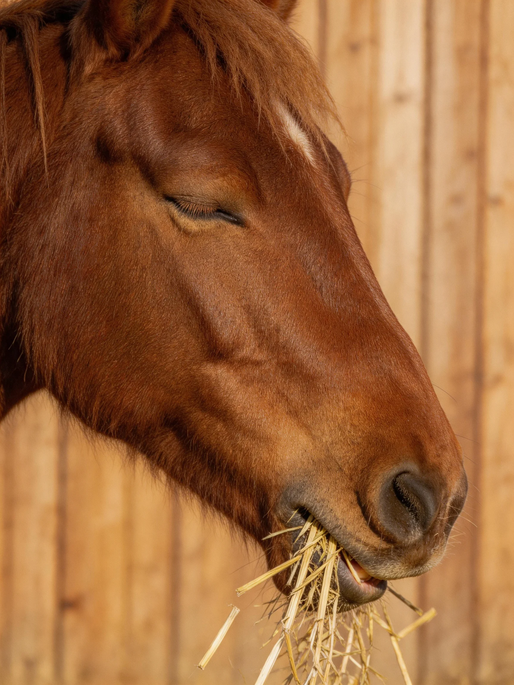 A chestnut horse munching hay beside a wooden stable wall