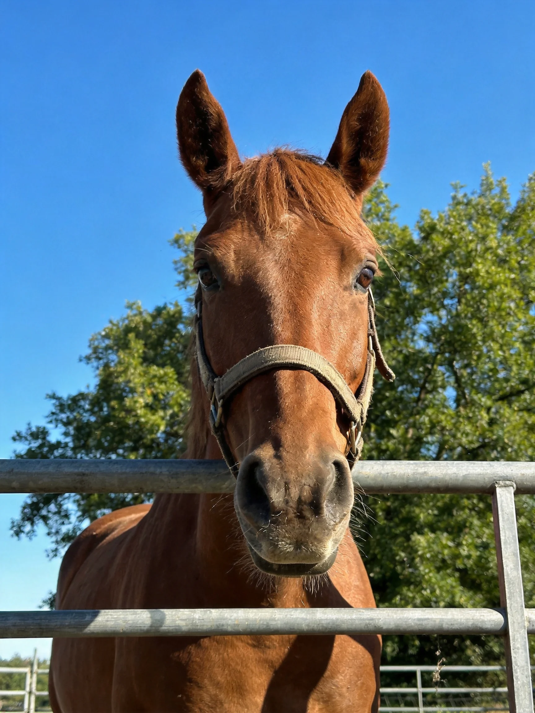 A chestnut horse near a metal fence with green trees and blue sky