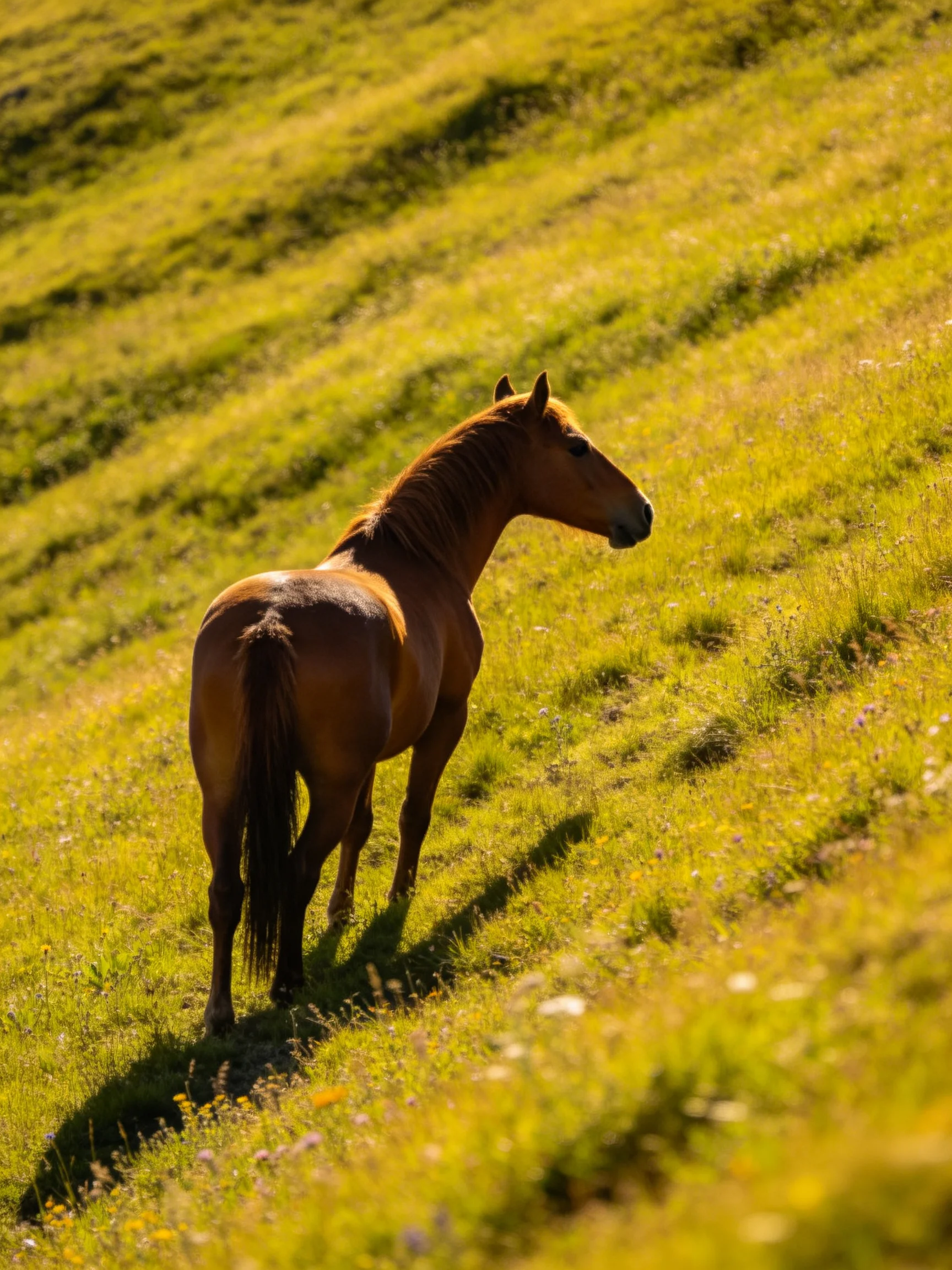 A chestnut horse stands on a sunlit green hillside